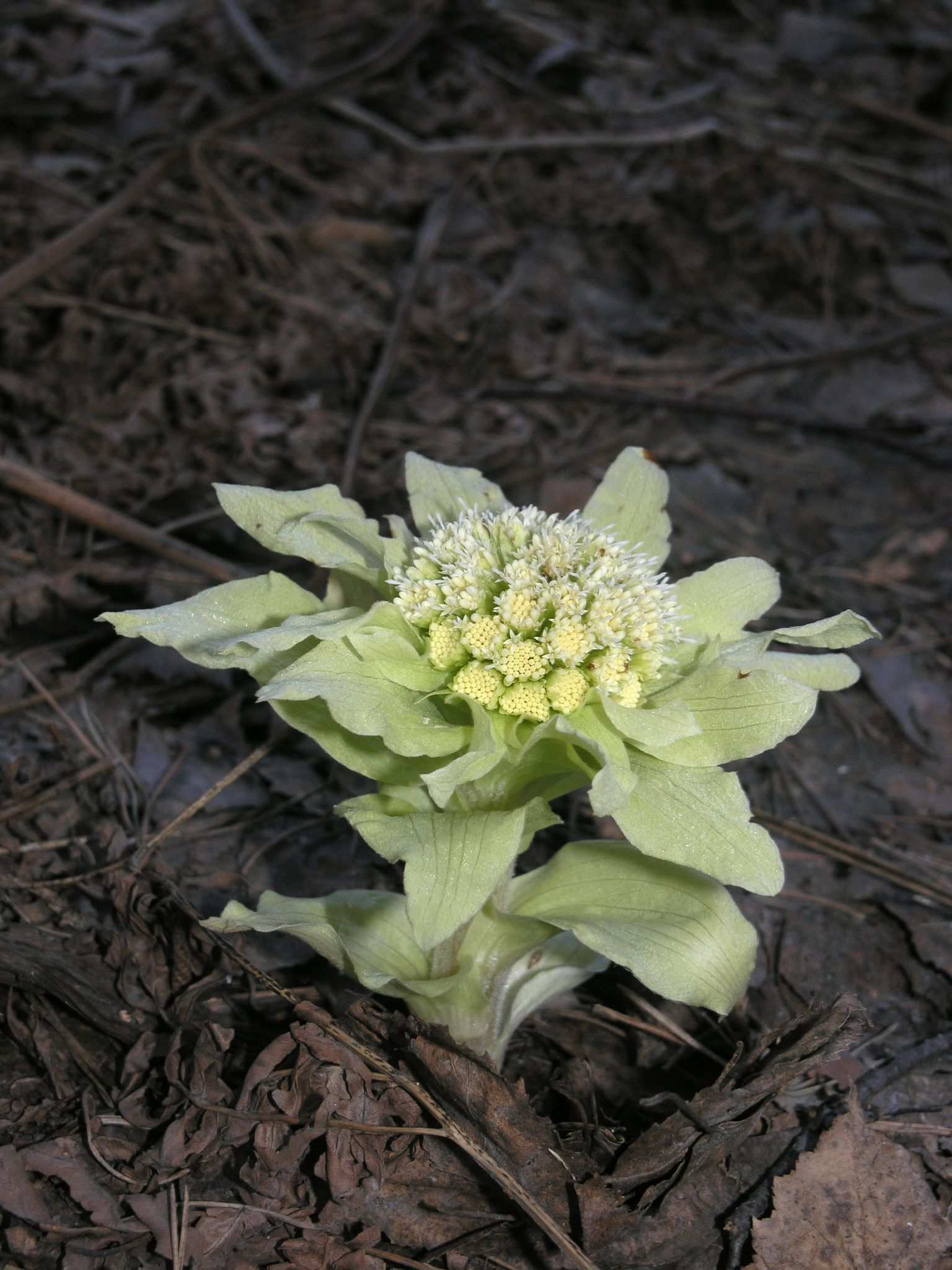 Petasites japonicus