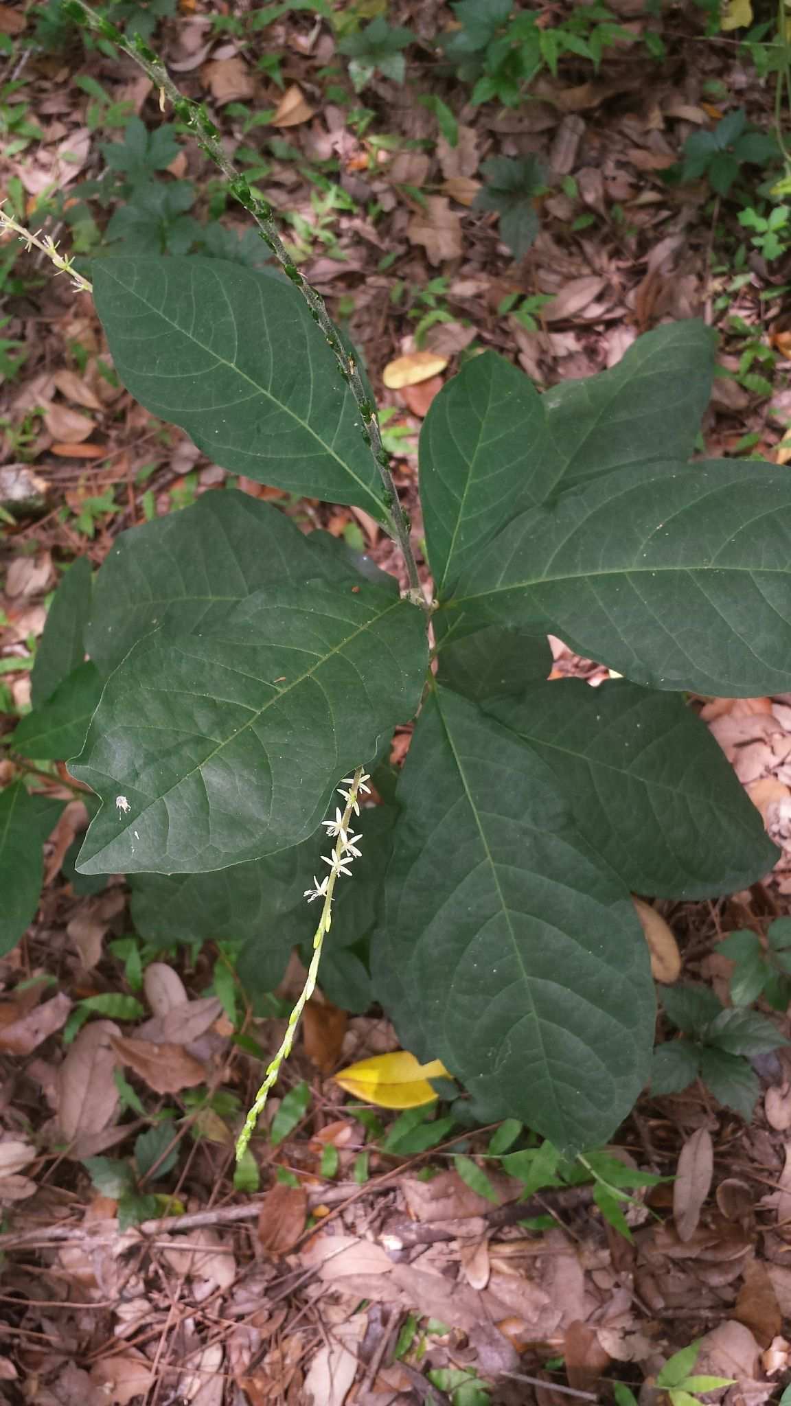 Petiveria alliacea