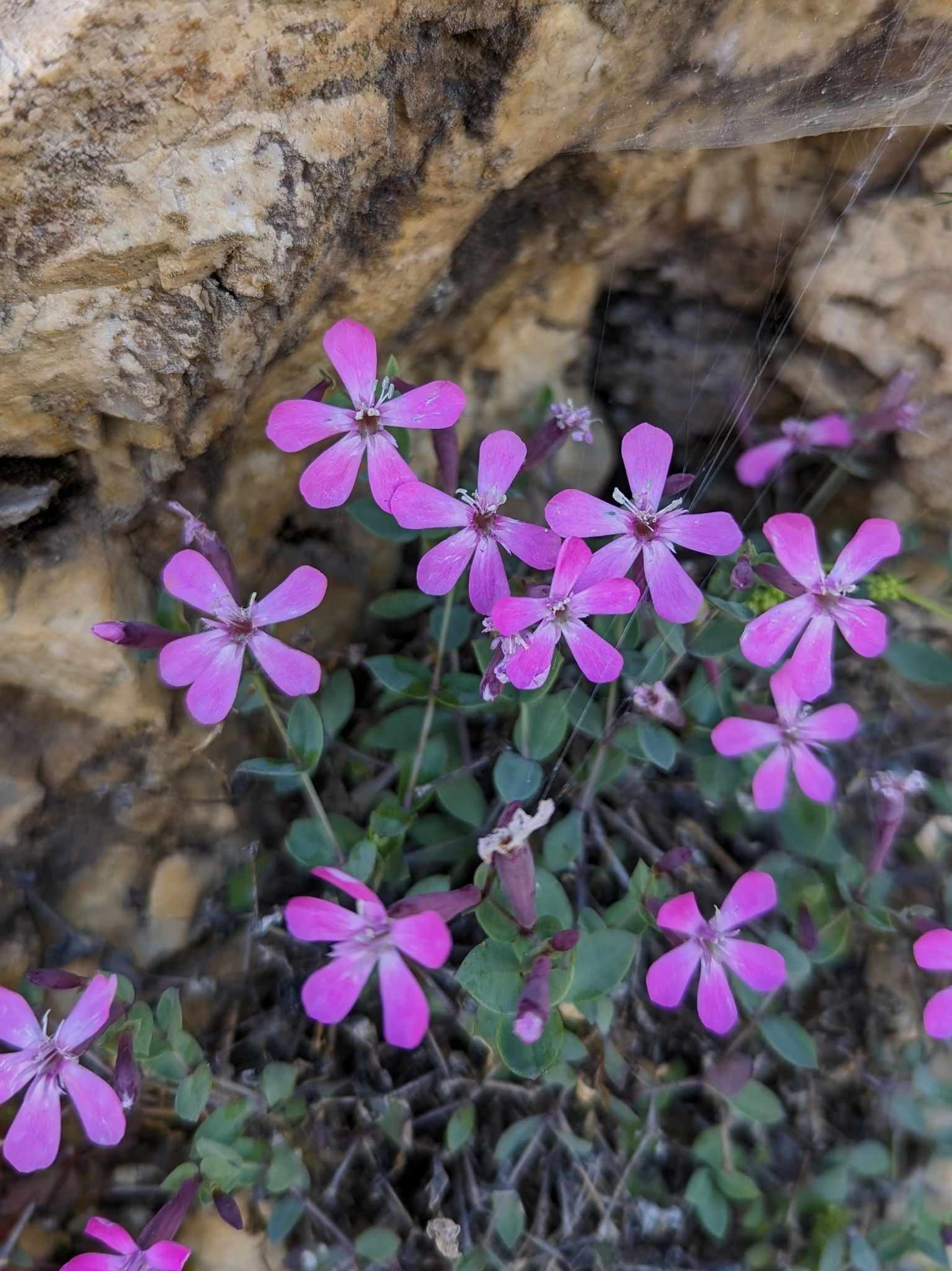 Petrocoptis grandiflora