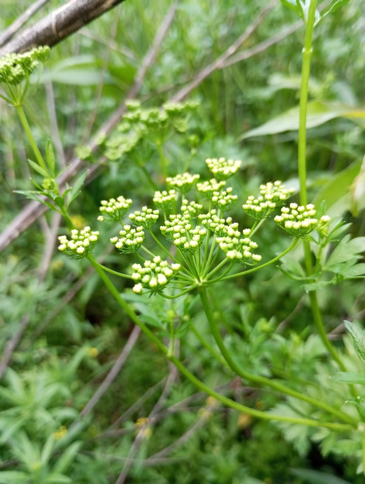 Petroselinum