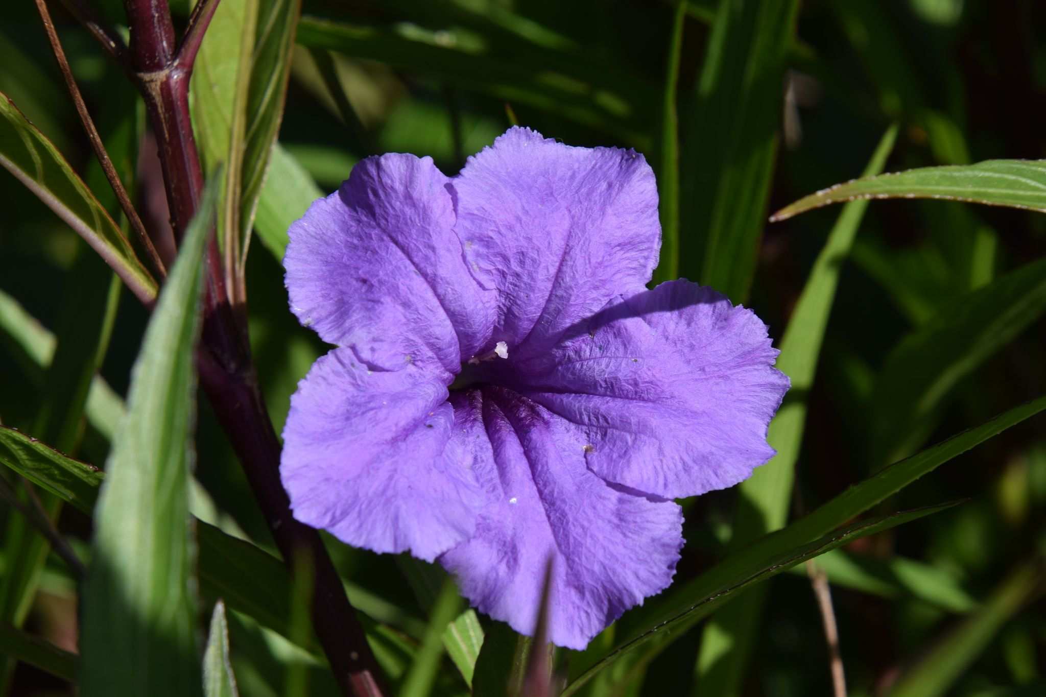 Petunia