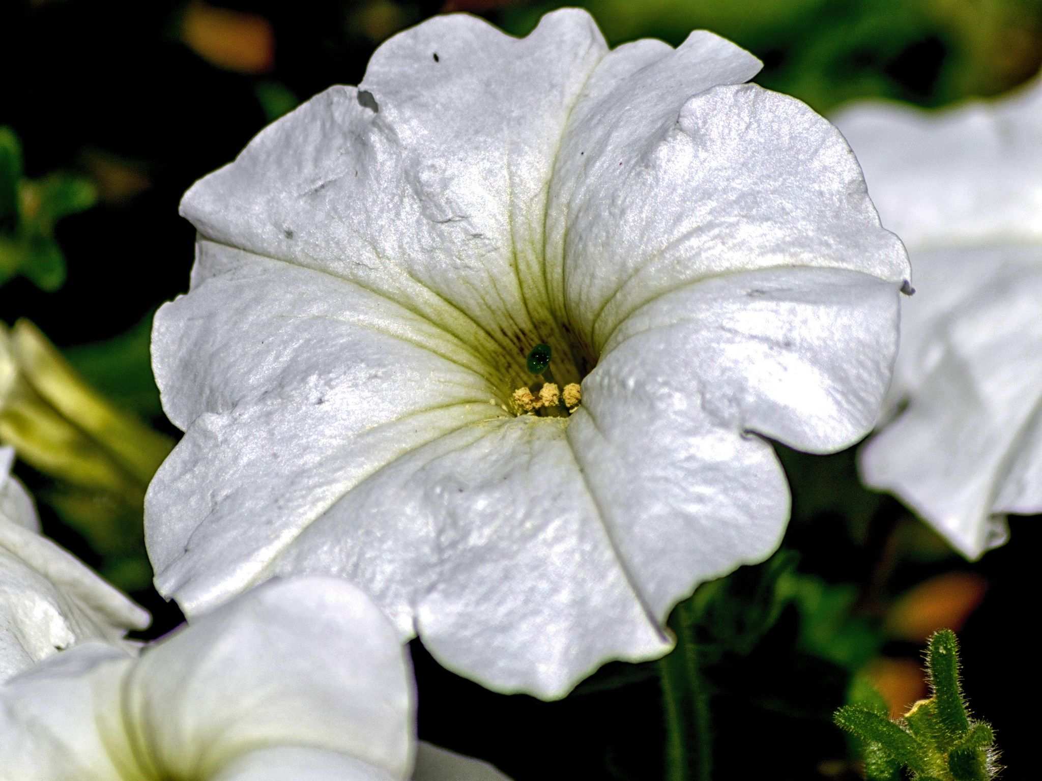 Petunia axillaris