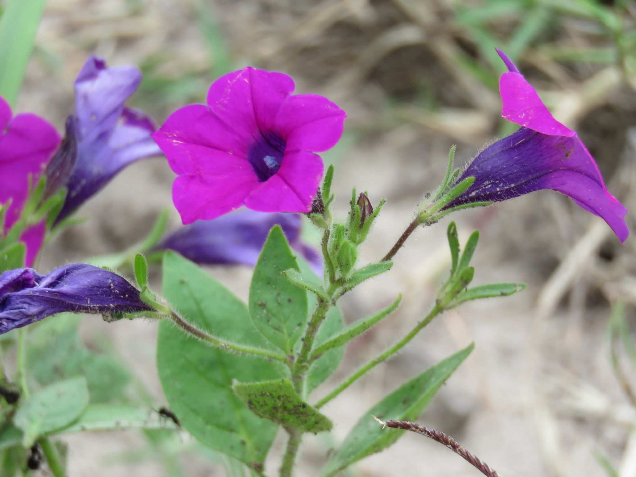 Petunia integrifolia