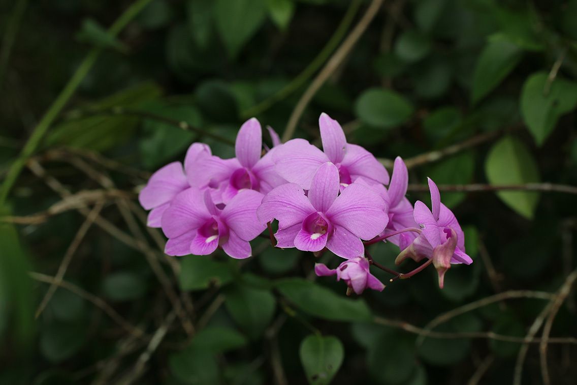 Phalaenopsis