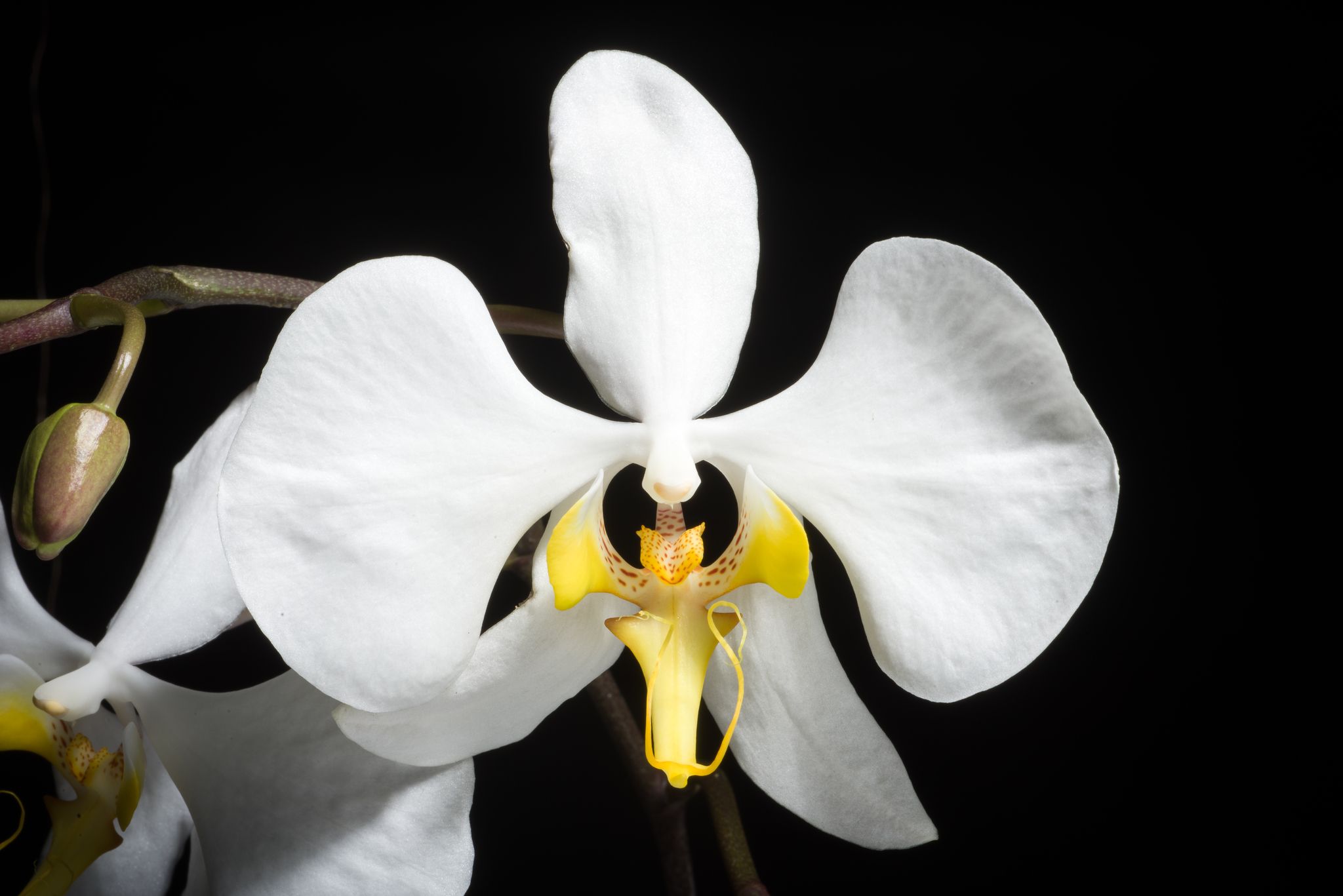 Phalaenopsis amabilis