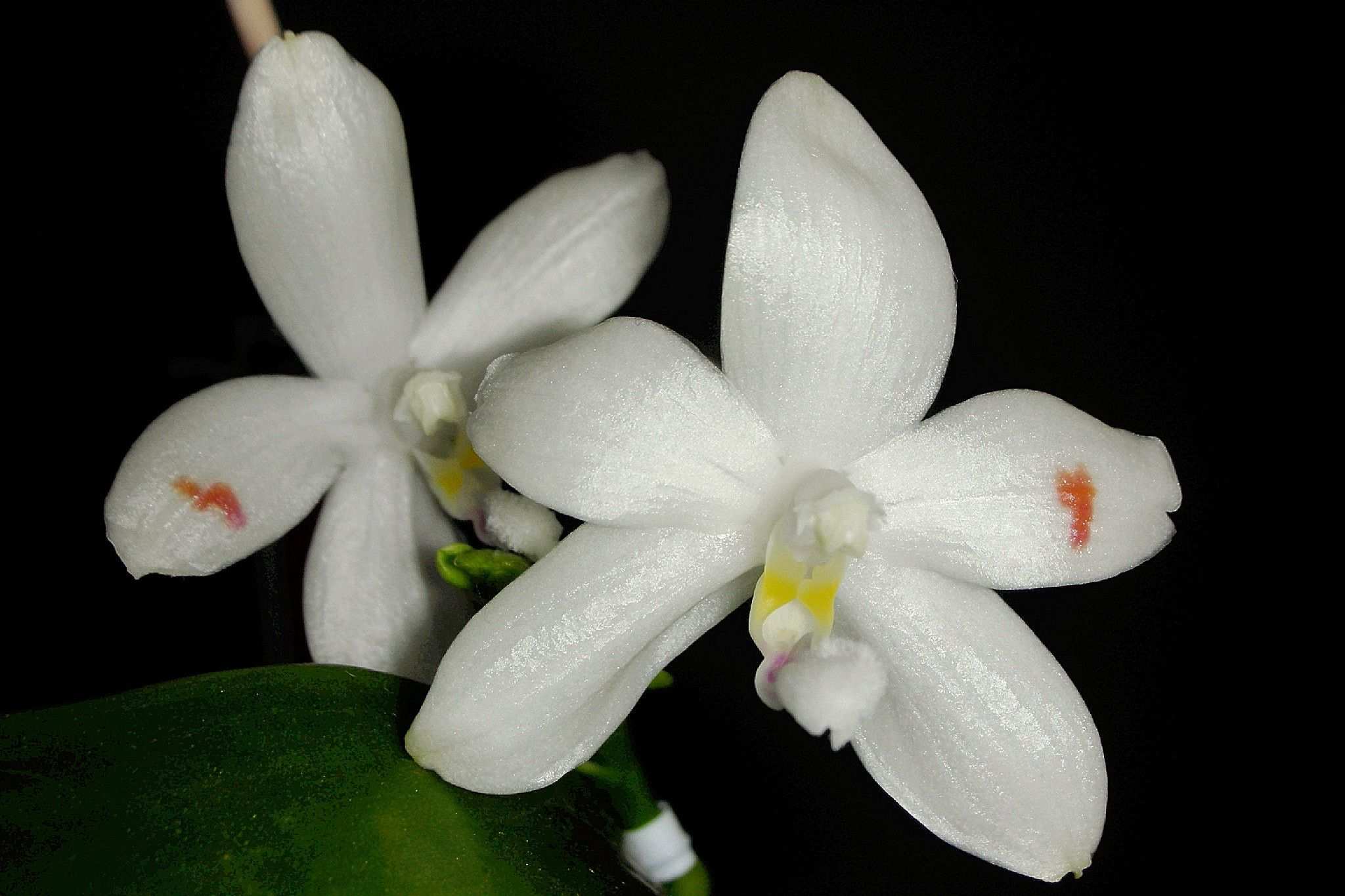 Phalaenopsis sp.