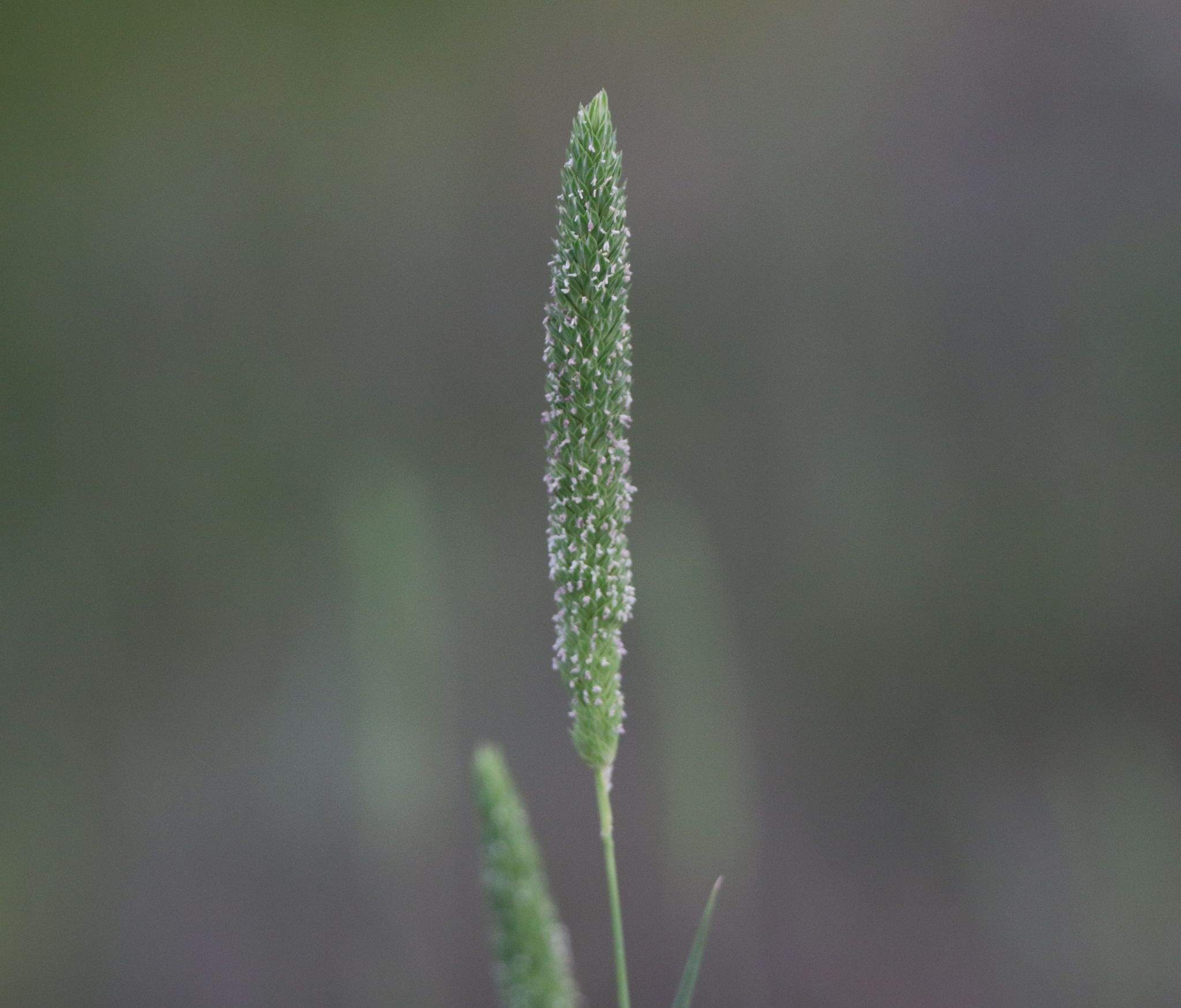 Phalaris angusta