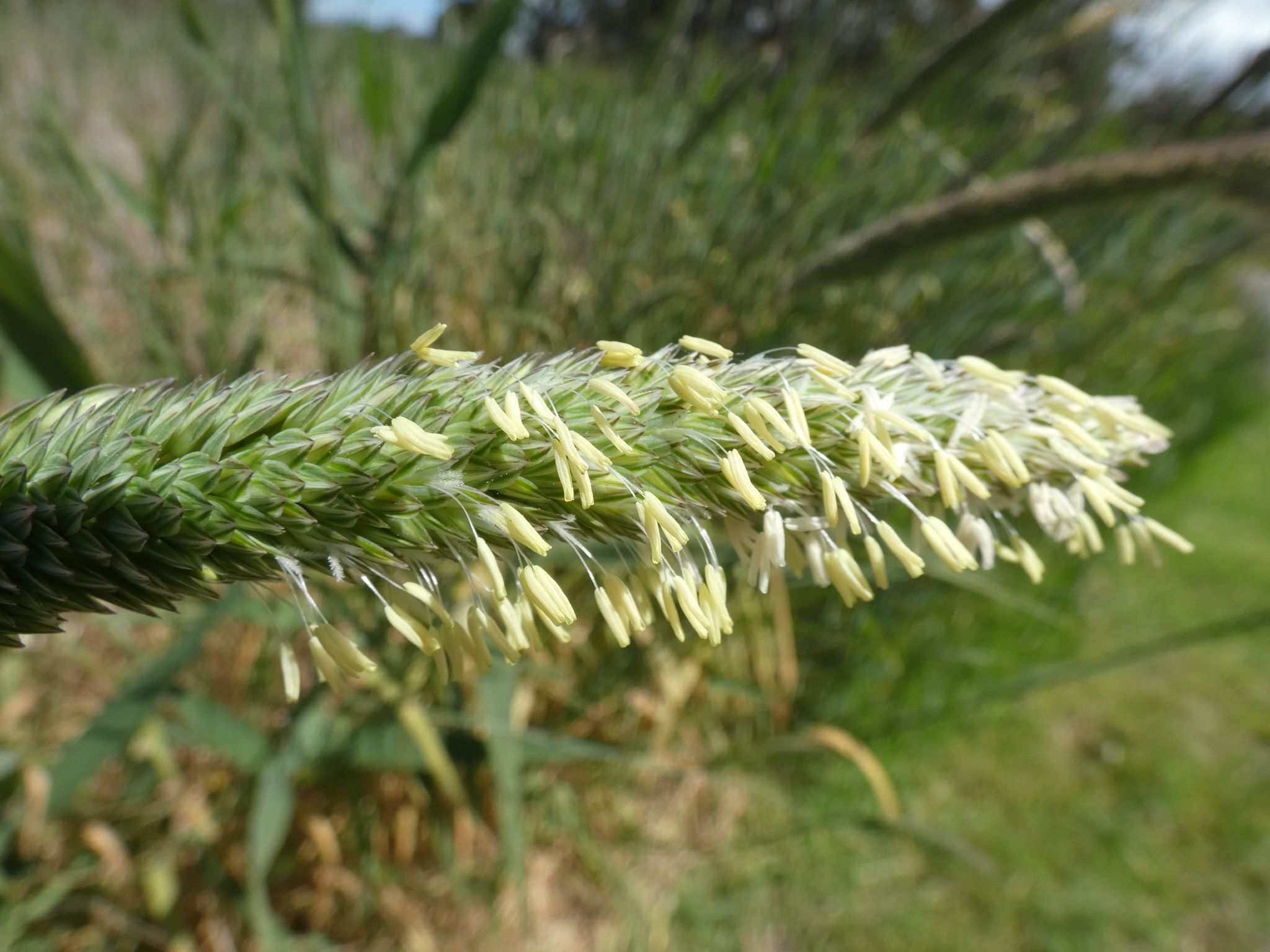 Phalaris aquatica