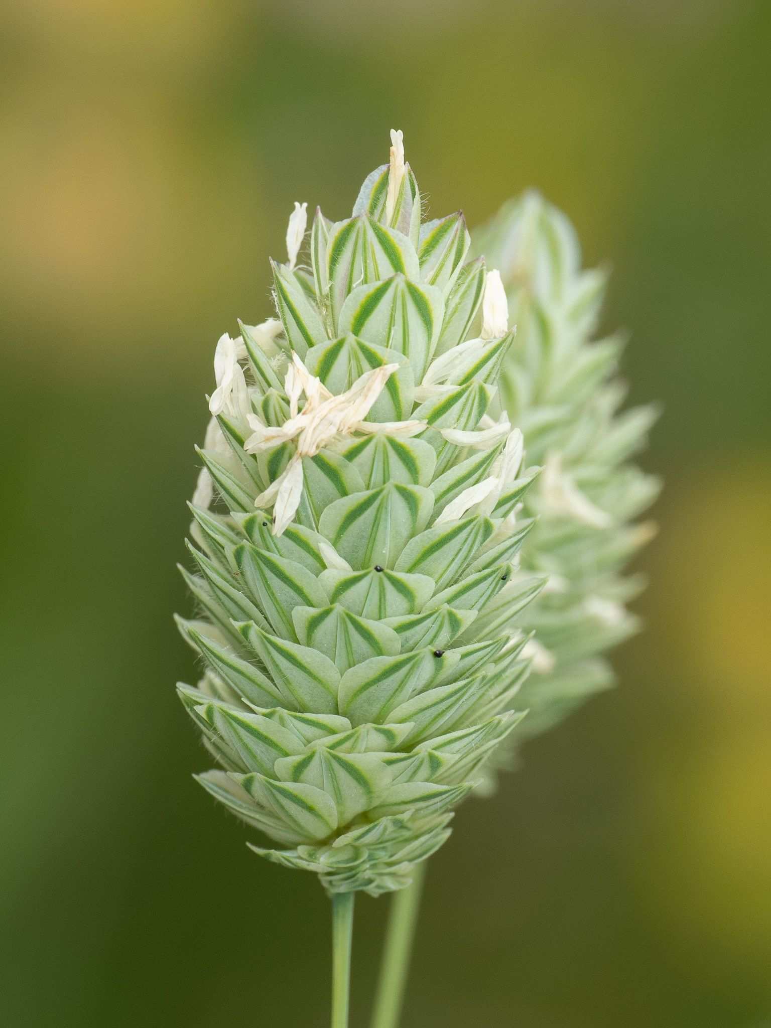 Phalaris canariensis