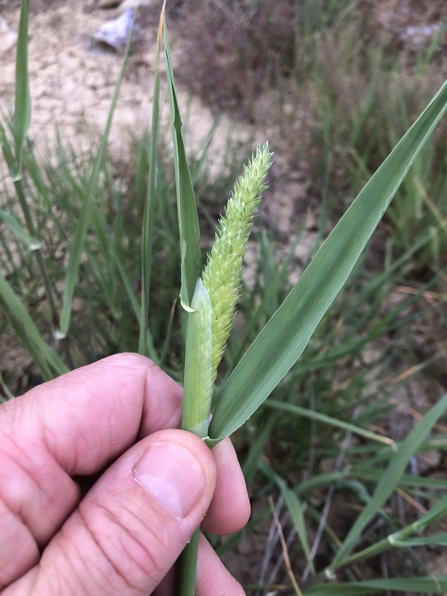 Phalaris minor