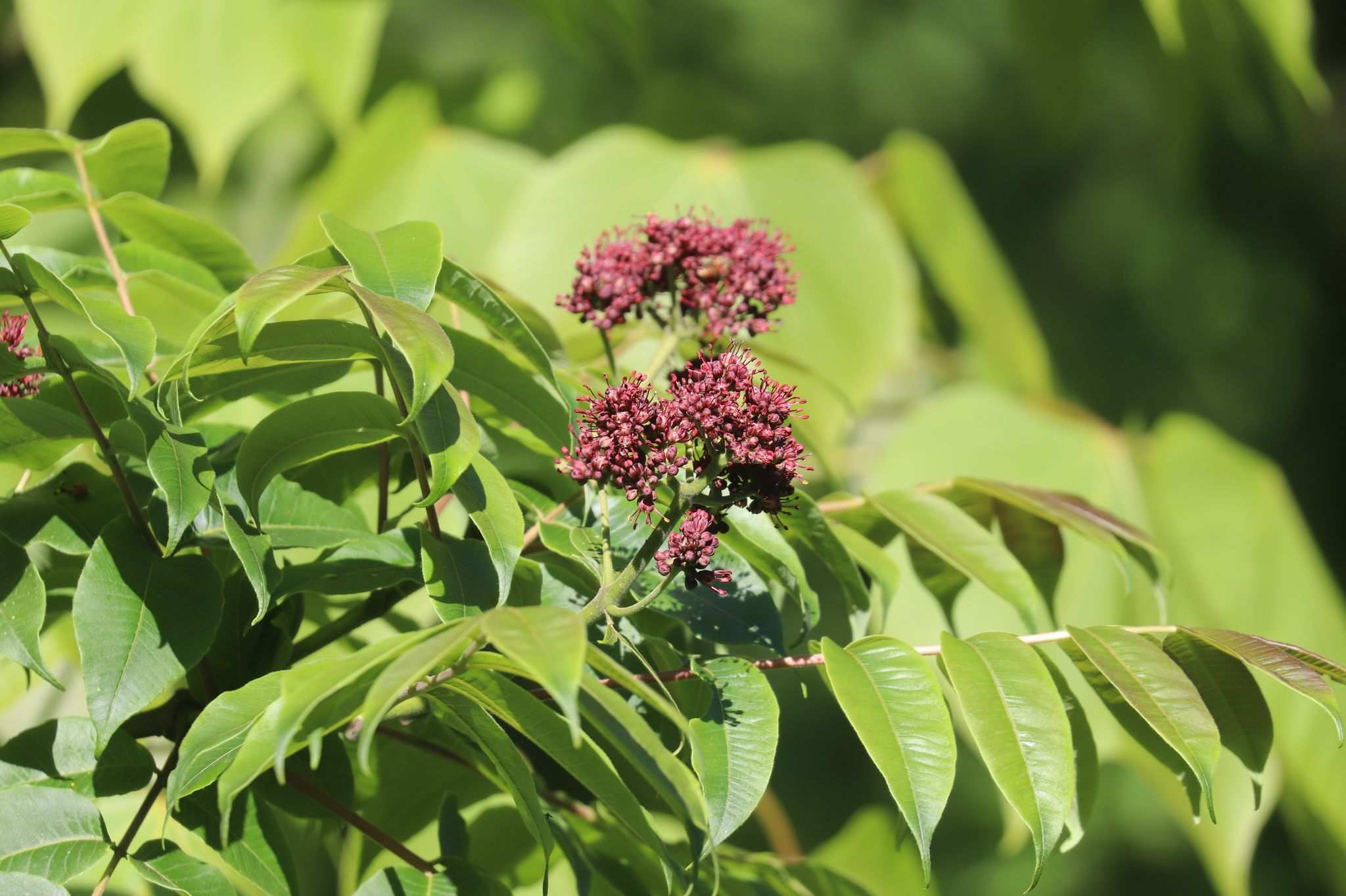 Phellodendron chinense