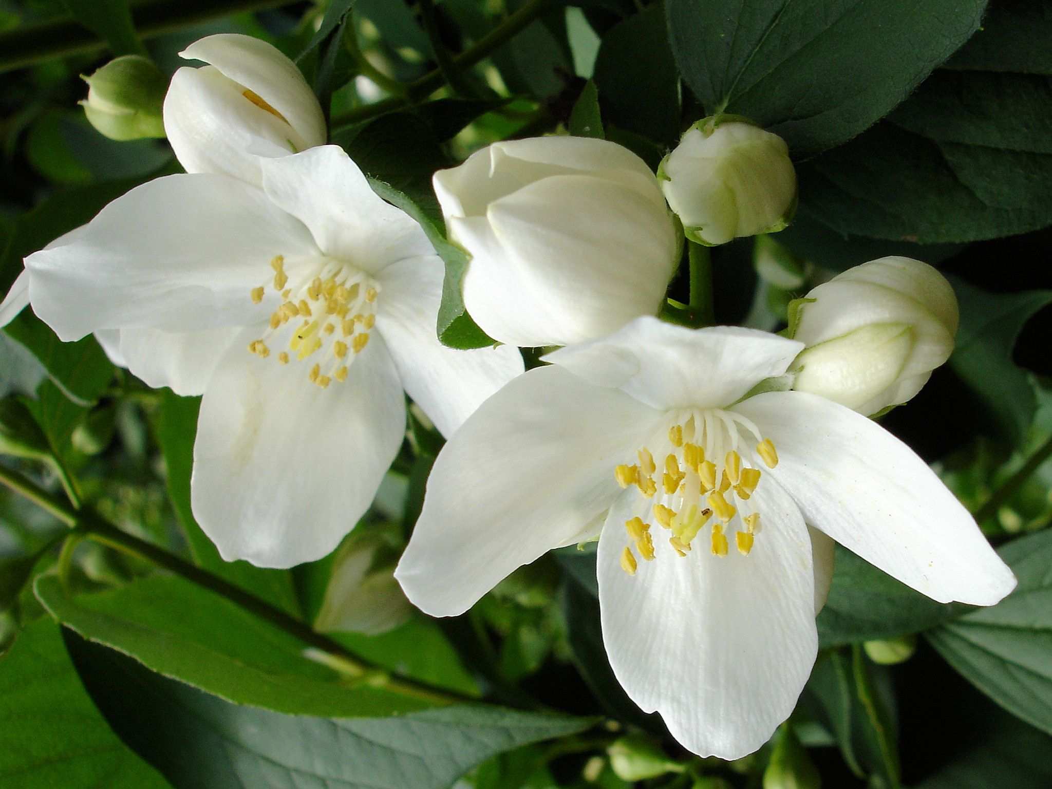 Philadelphus