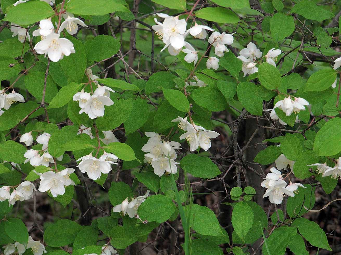 Philadelphus tenuifolius