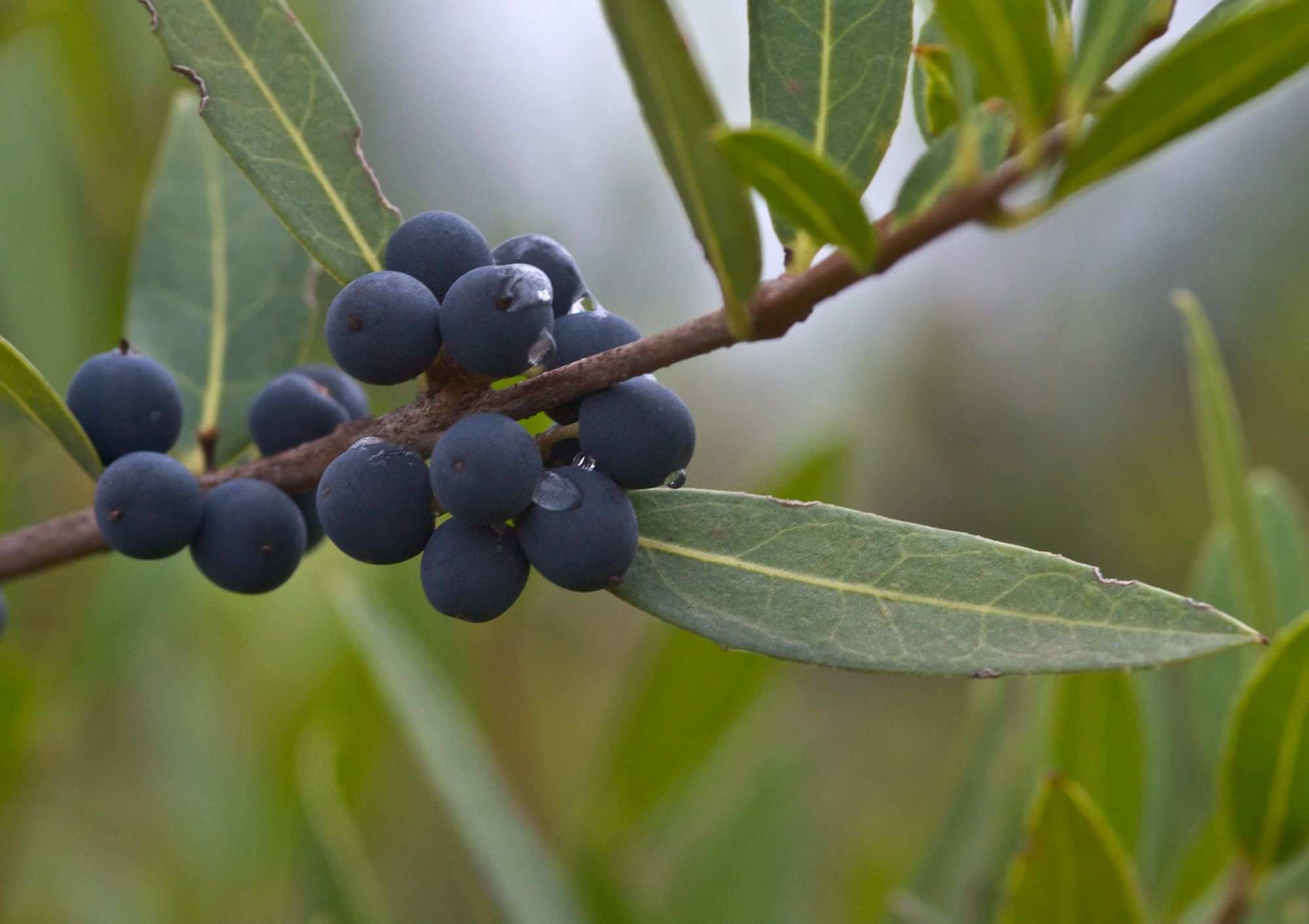 Phillyrea angustifolia