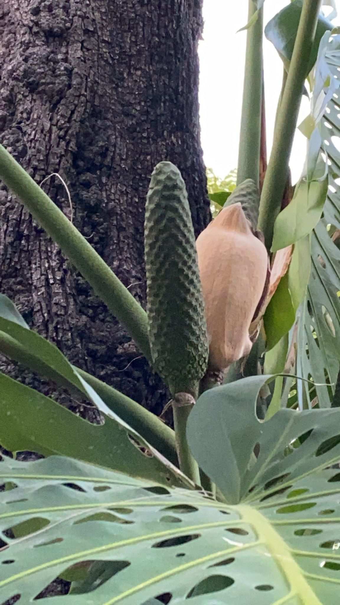Philodendron