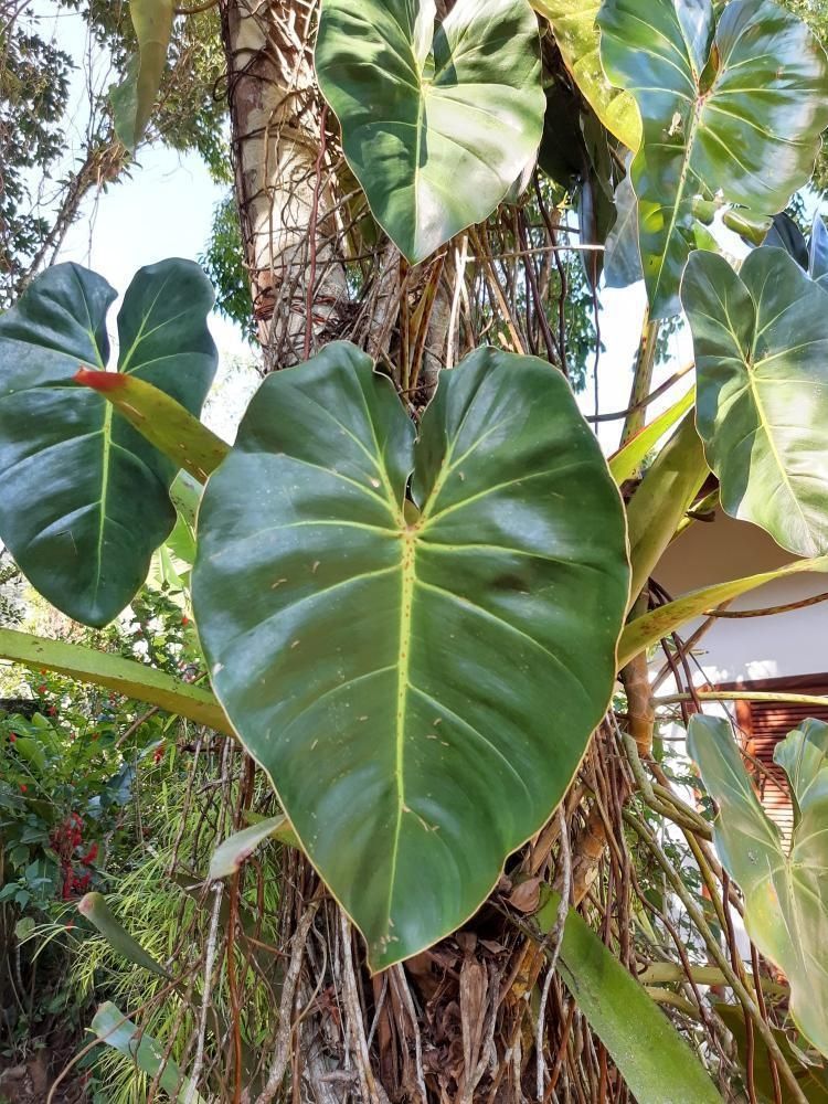 Philodendron cordatum