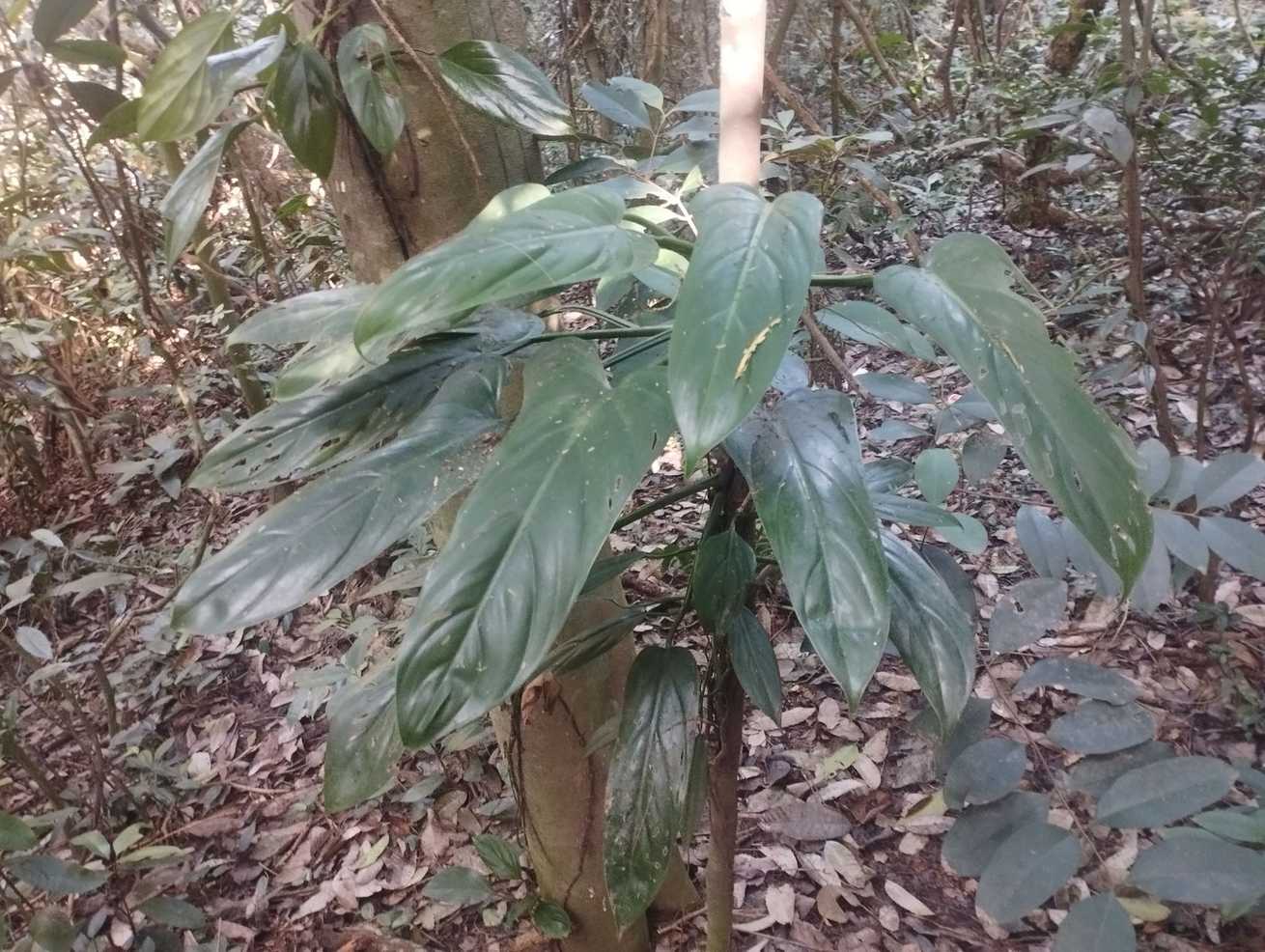 Philodendron hastatum