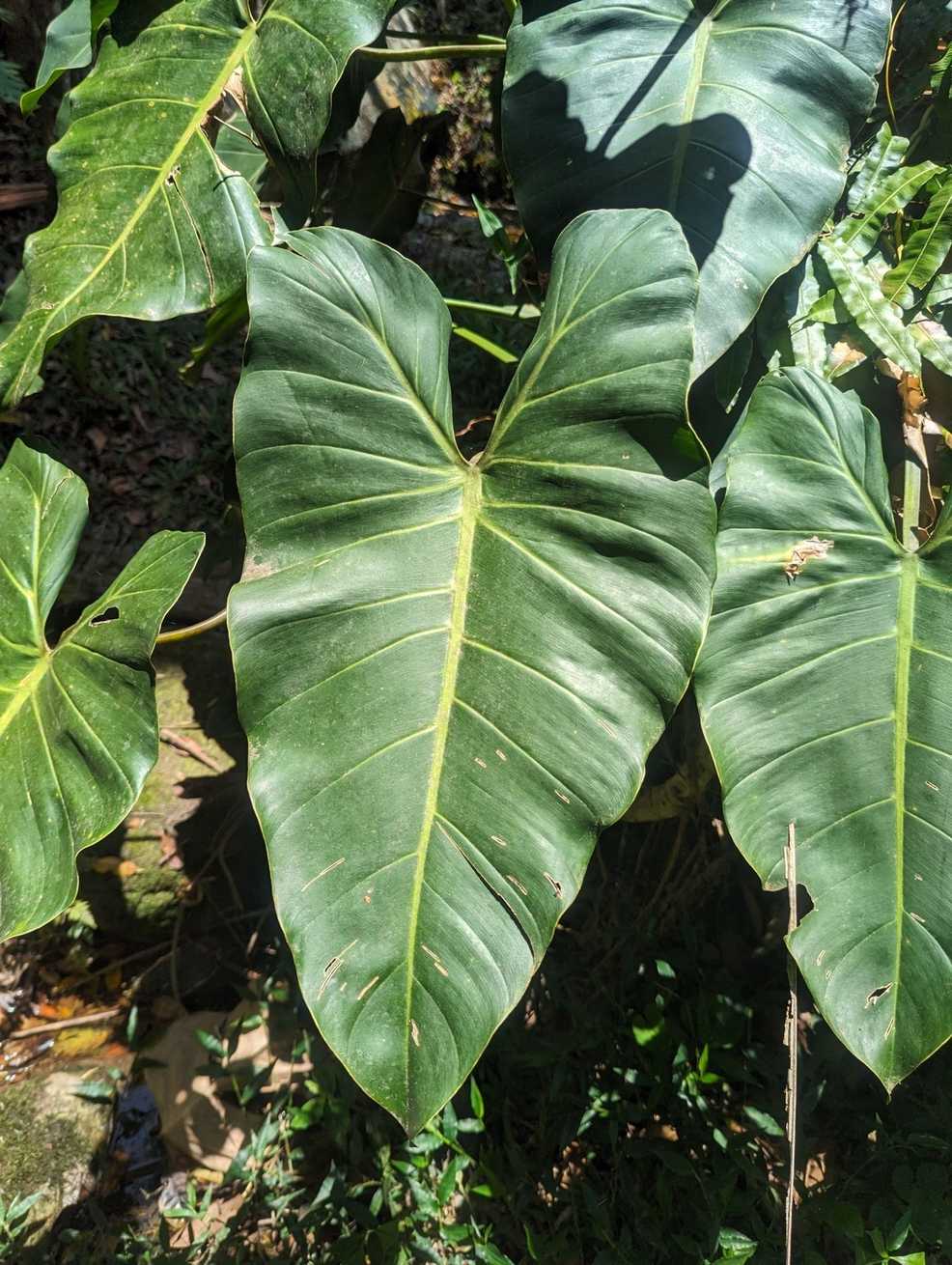 Philodendron minarum