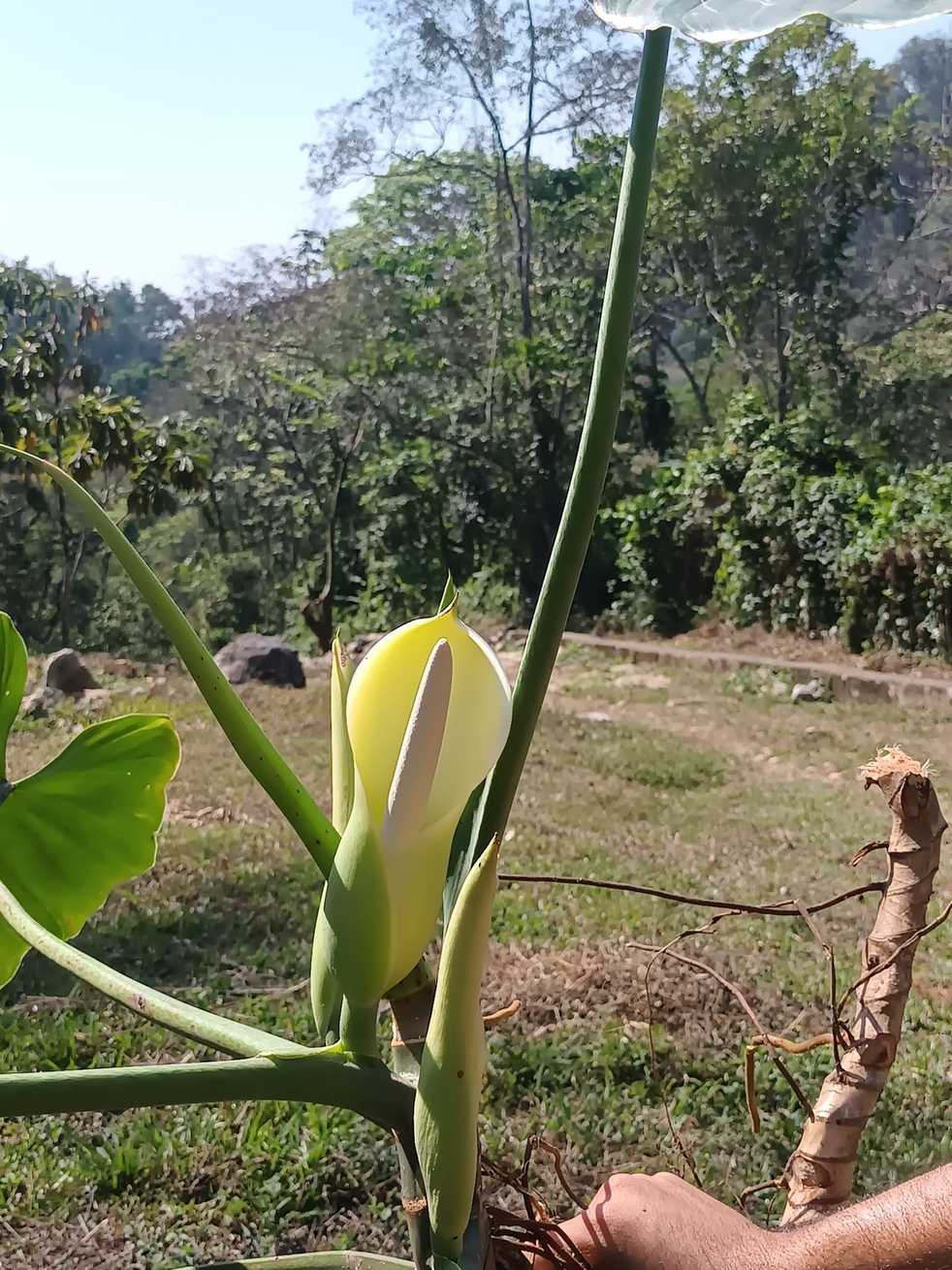Philodendron sagittifolium