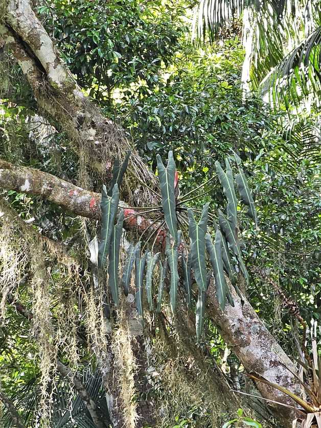 Philodendron sp.