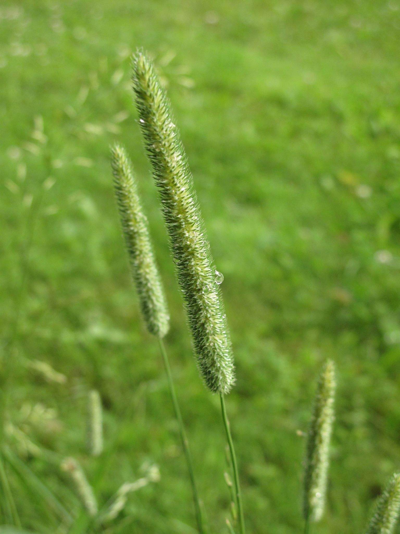 Phleum pratense