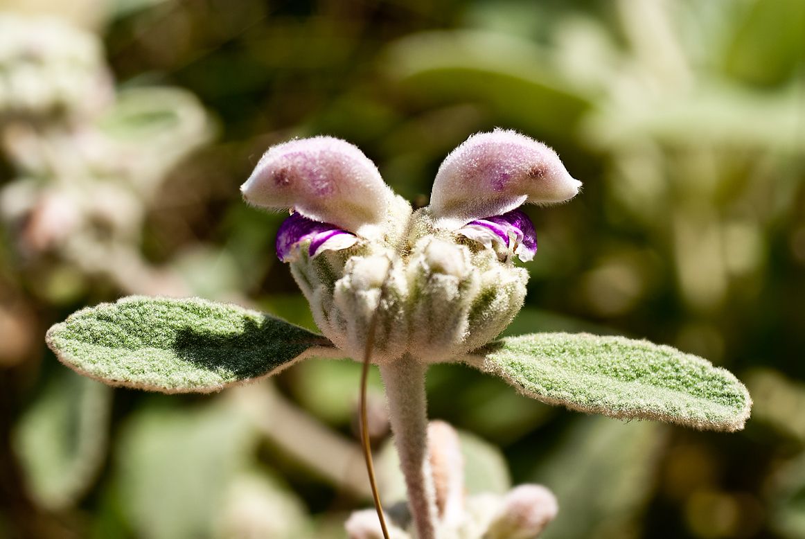 Phlomis italica