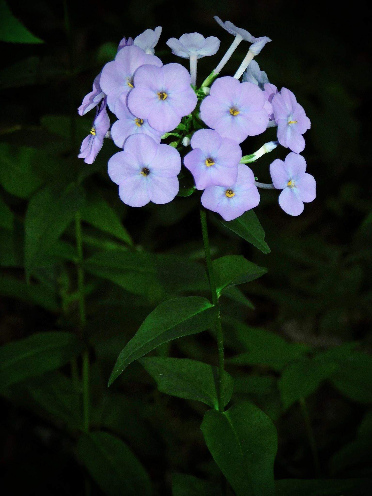 Phlox carolina