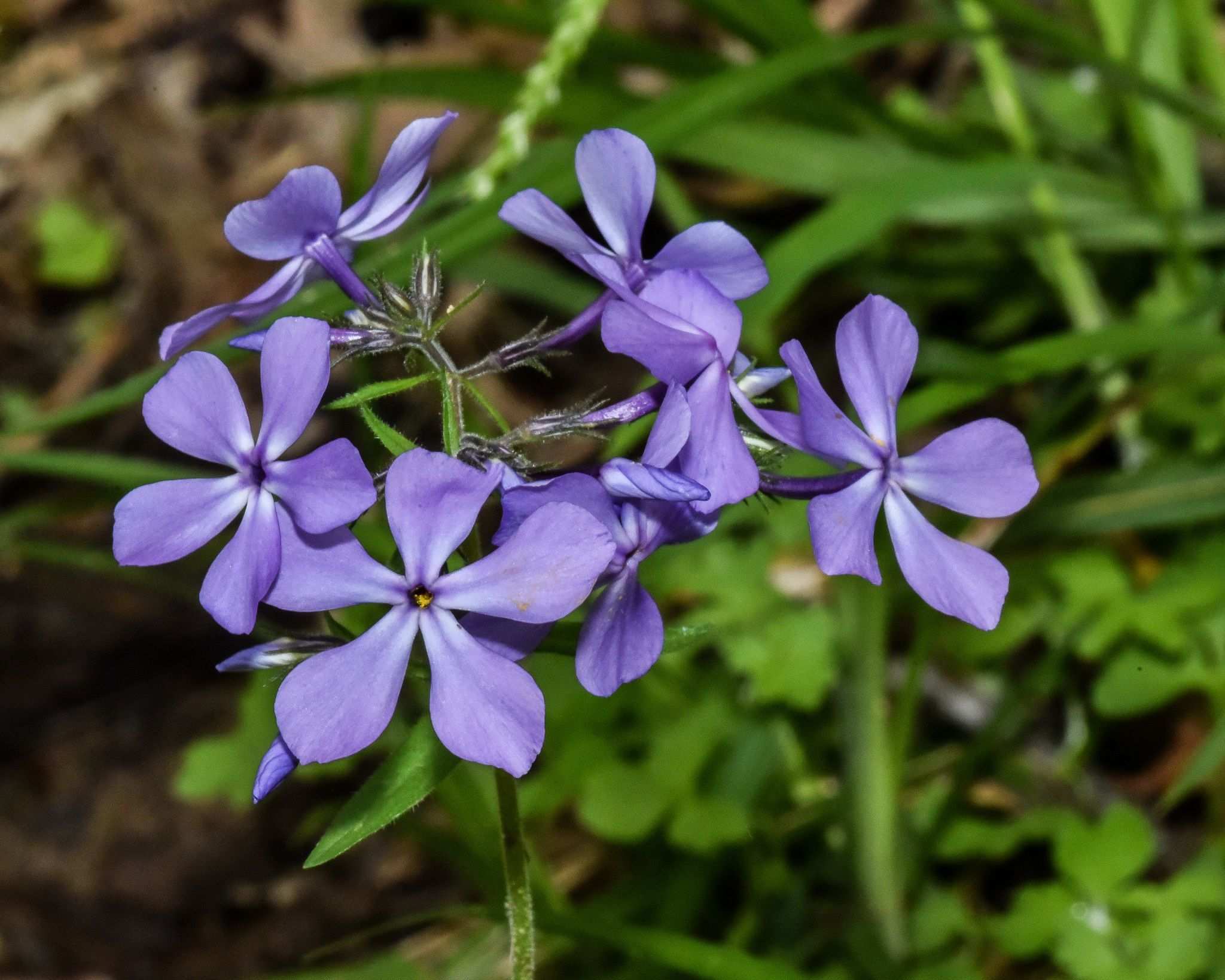 Phlox divaricata