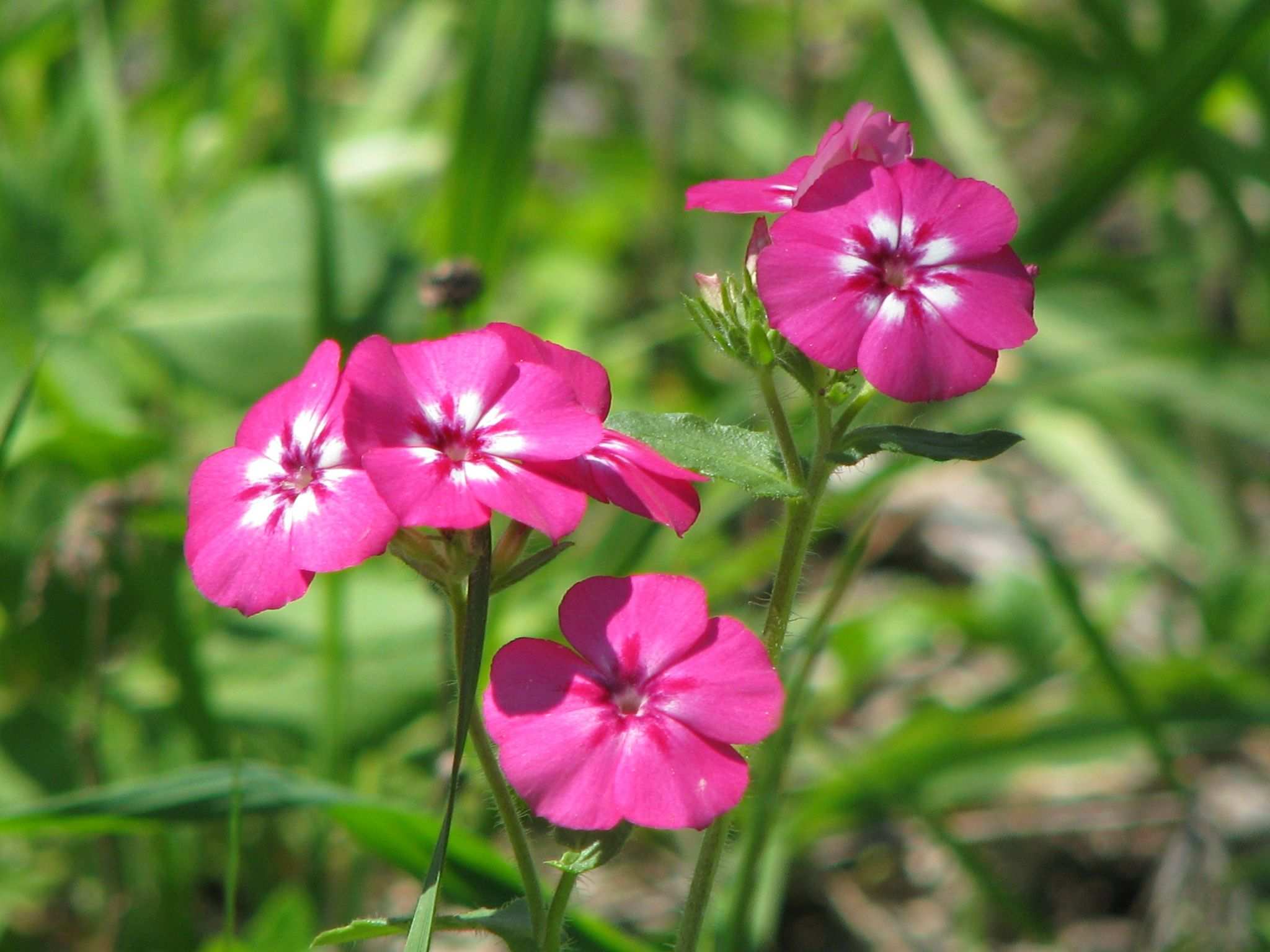 Phlox drummondii