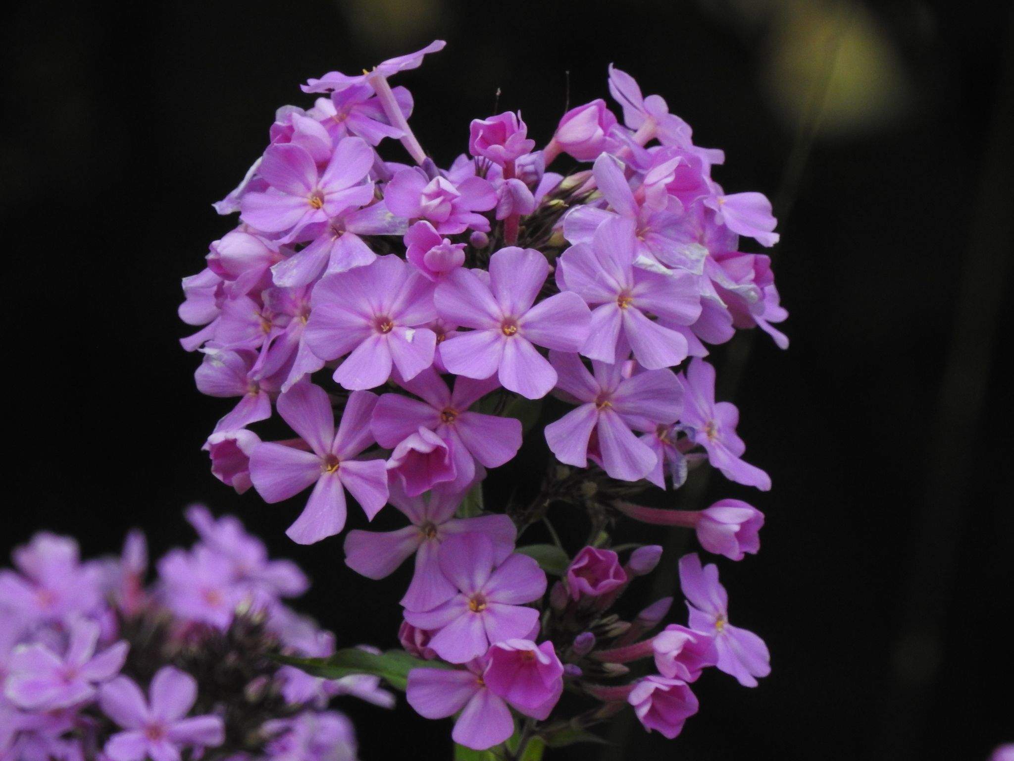 Phlox paniculata
