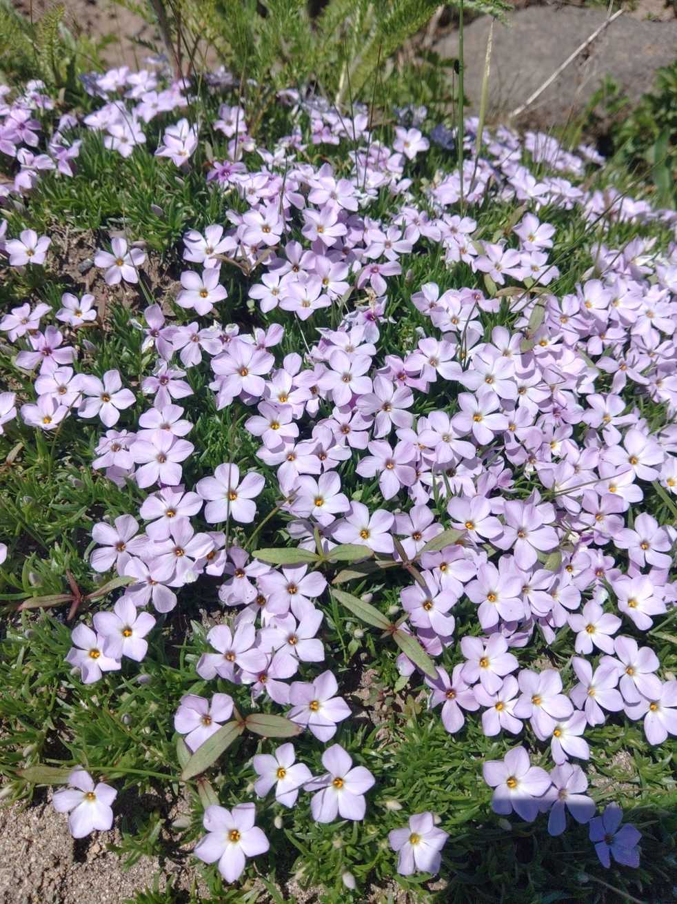 Phlox sp.