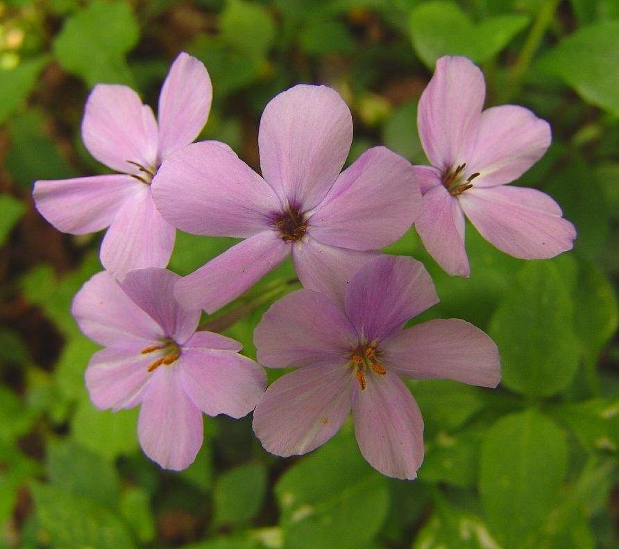 Phlox stolonifera