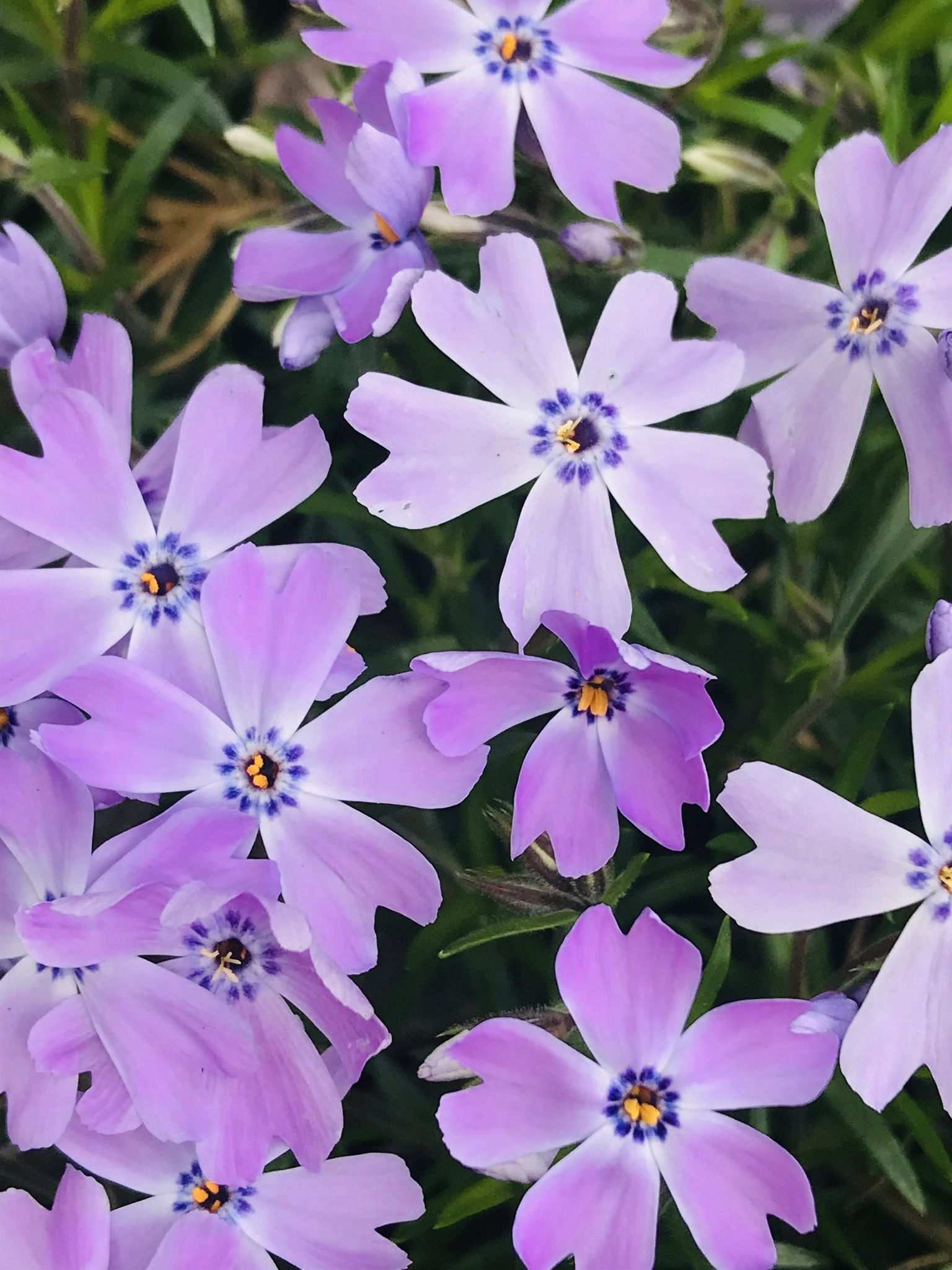 Phlox subulata