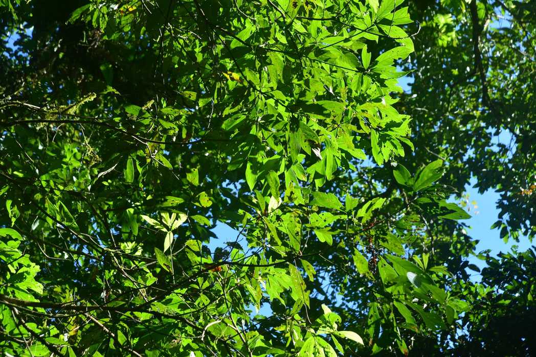 Phoebe formosana