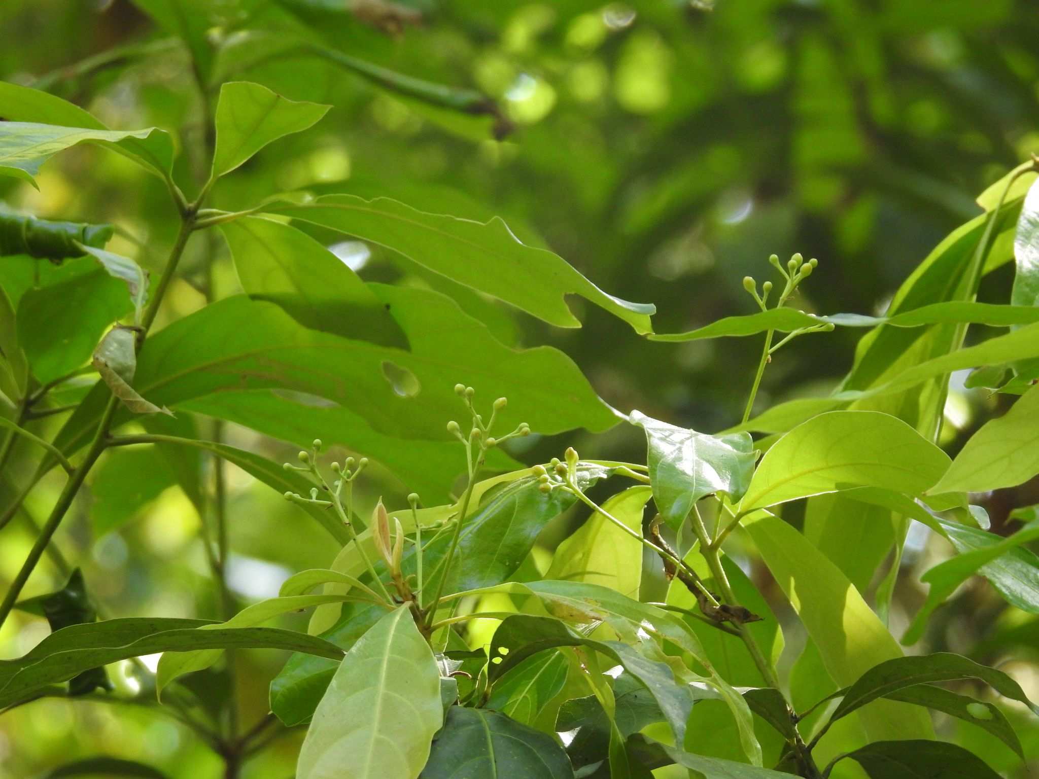 Phoebe lanceolata