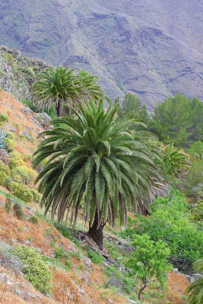 Phoenix canariensis