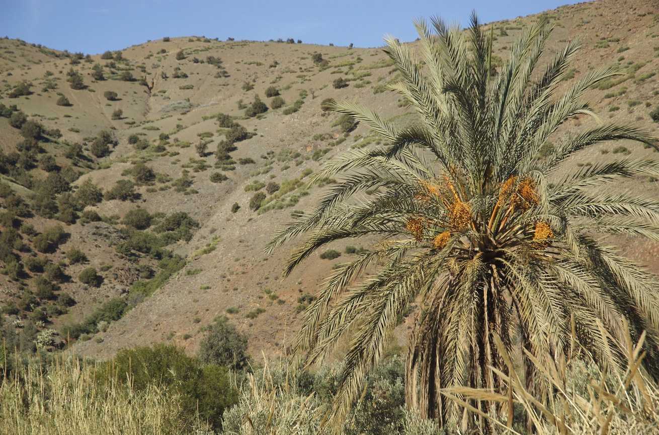 Phoenix dactylifera