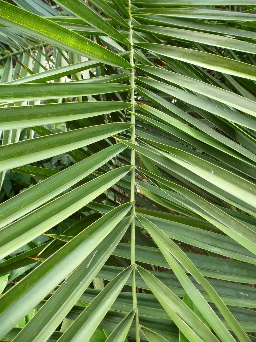 Phoenix reclinata