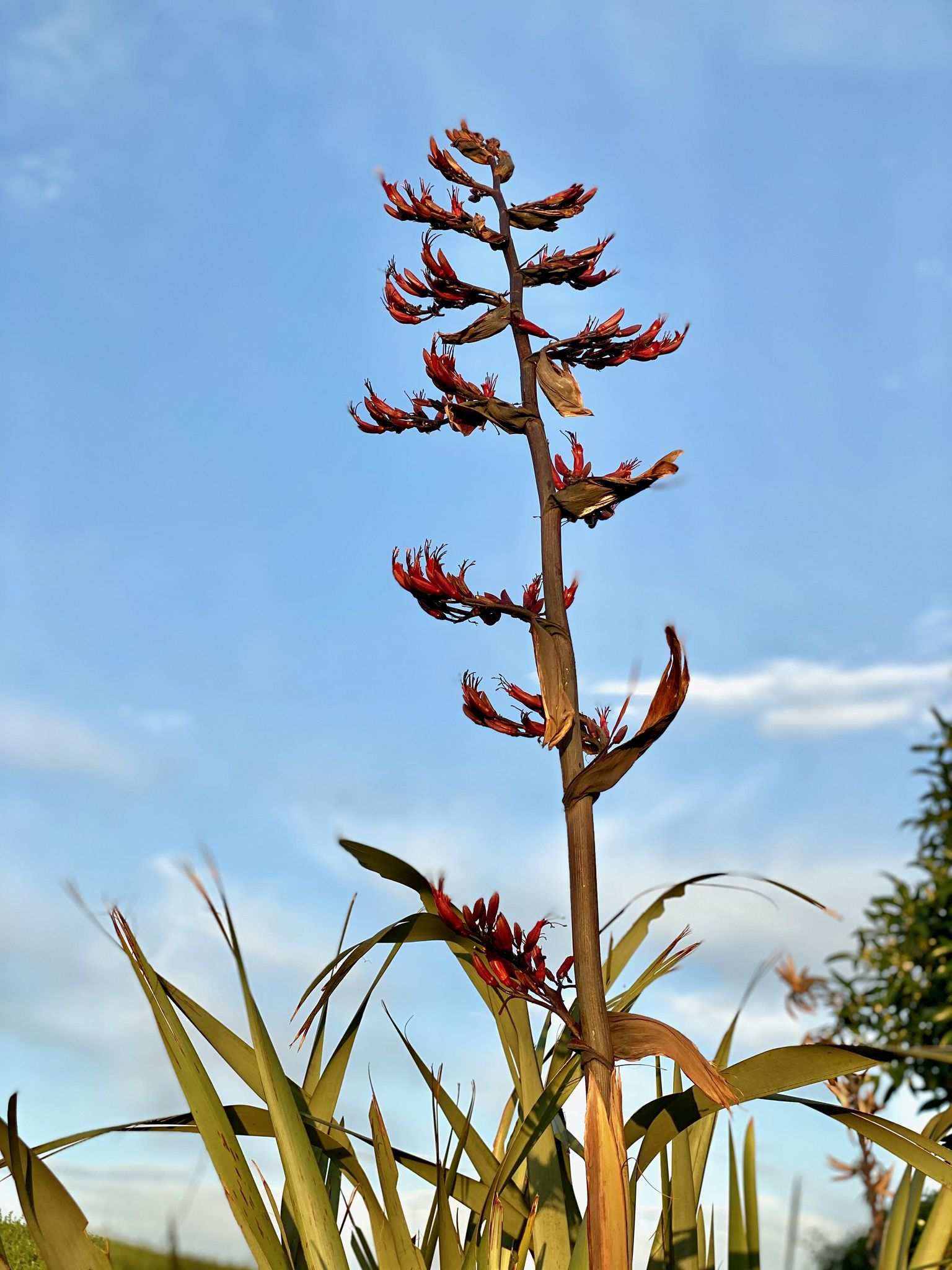 Phormium tenax
