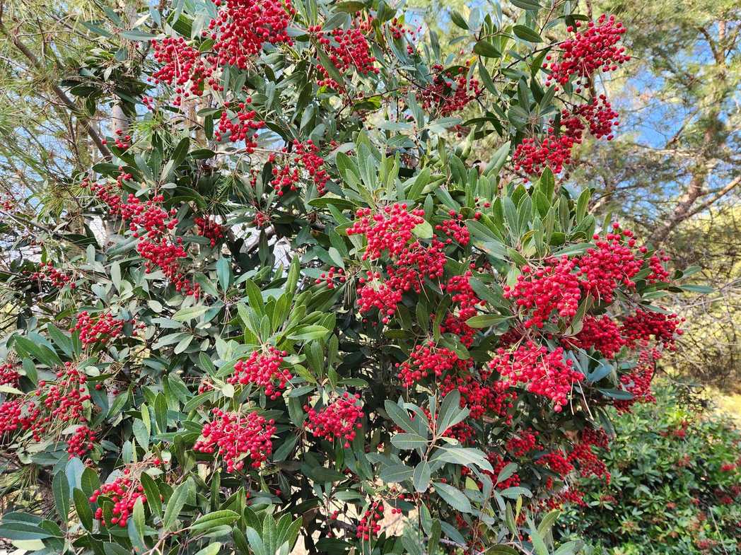 Photinia