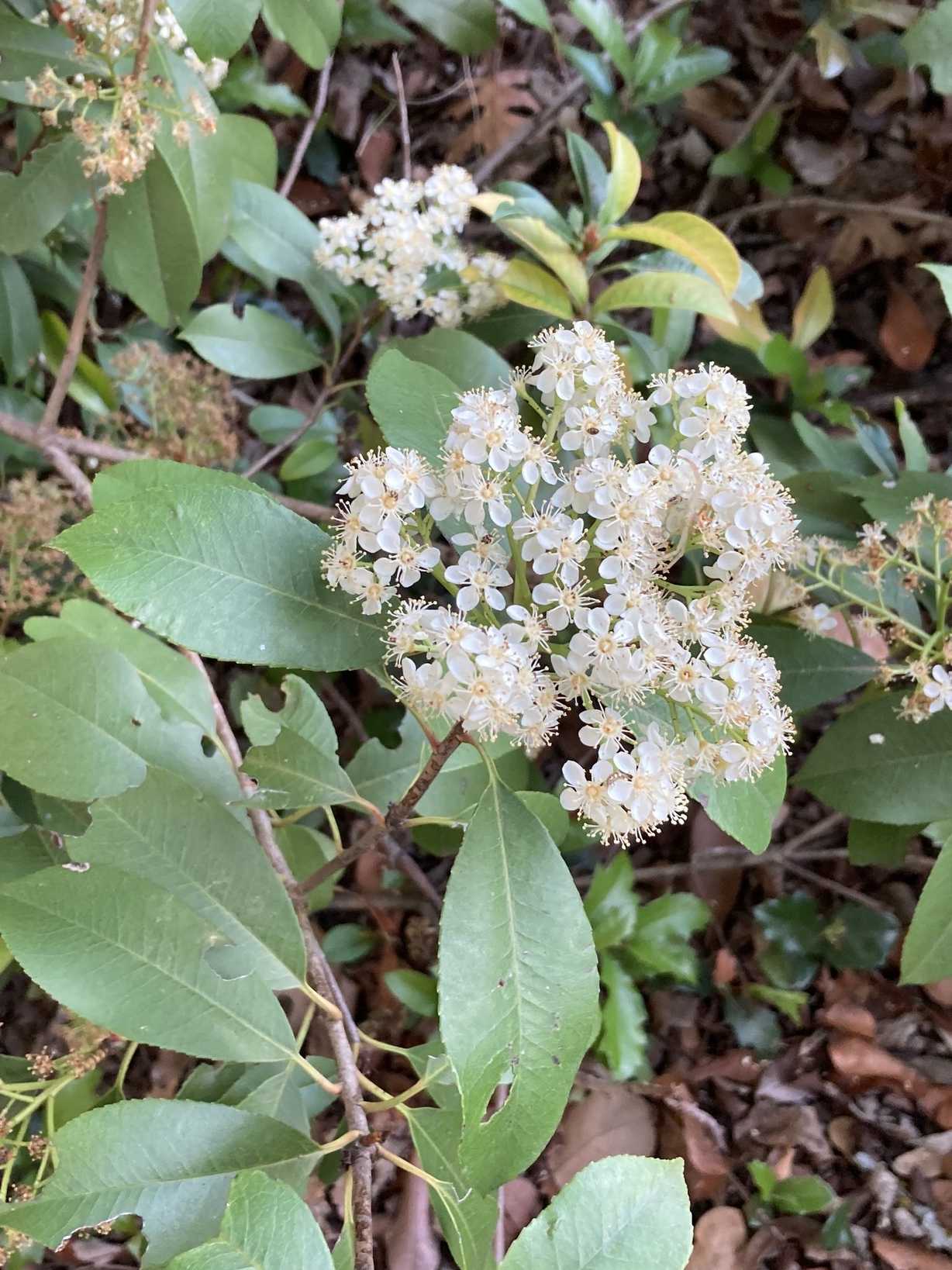 Photinia serratifolia