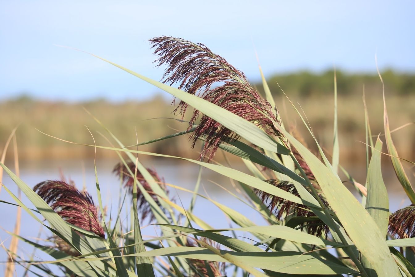 Phragmites australis