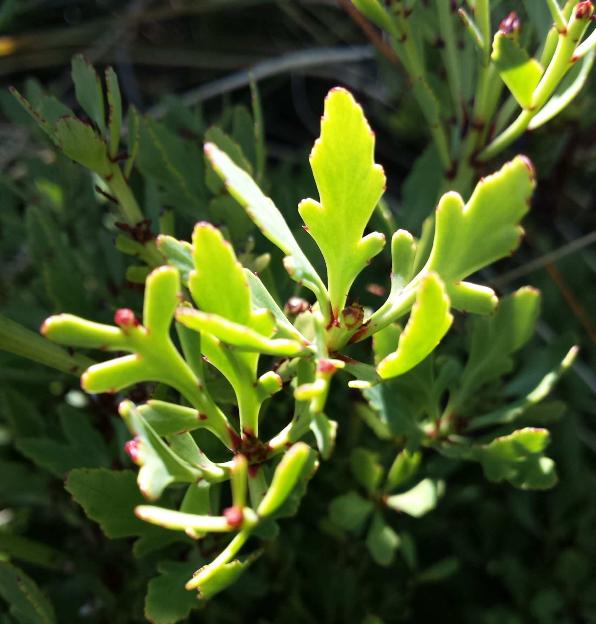 Phyllocladus alpinus