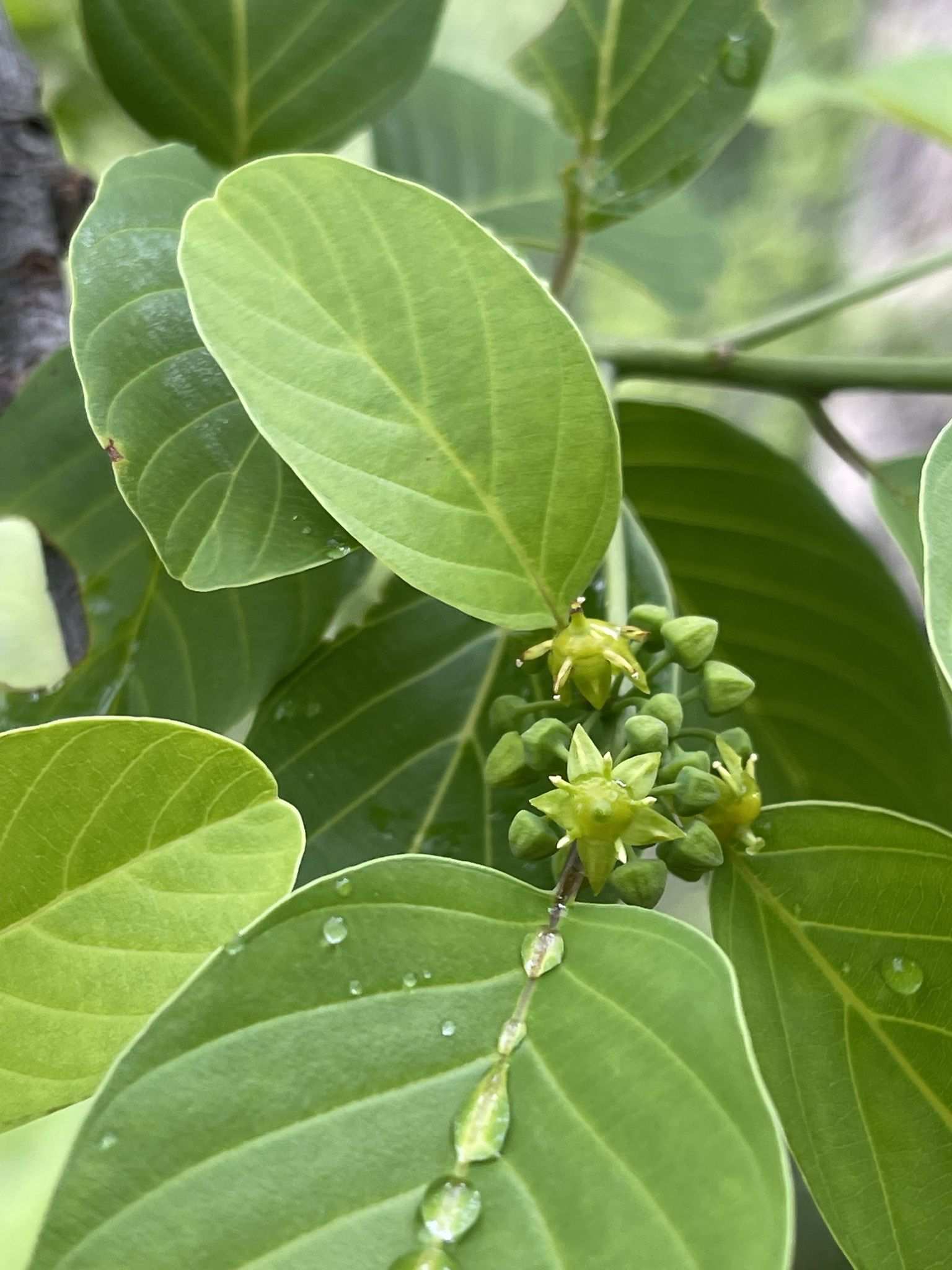Phyllogeiton discolor
