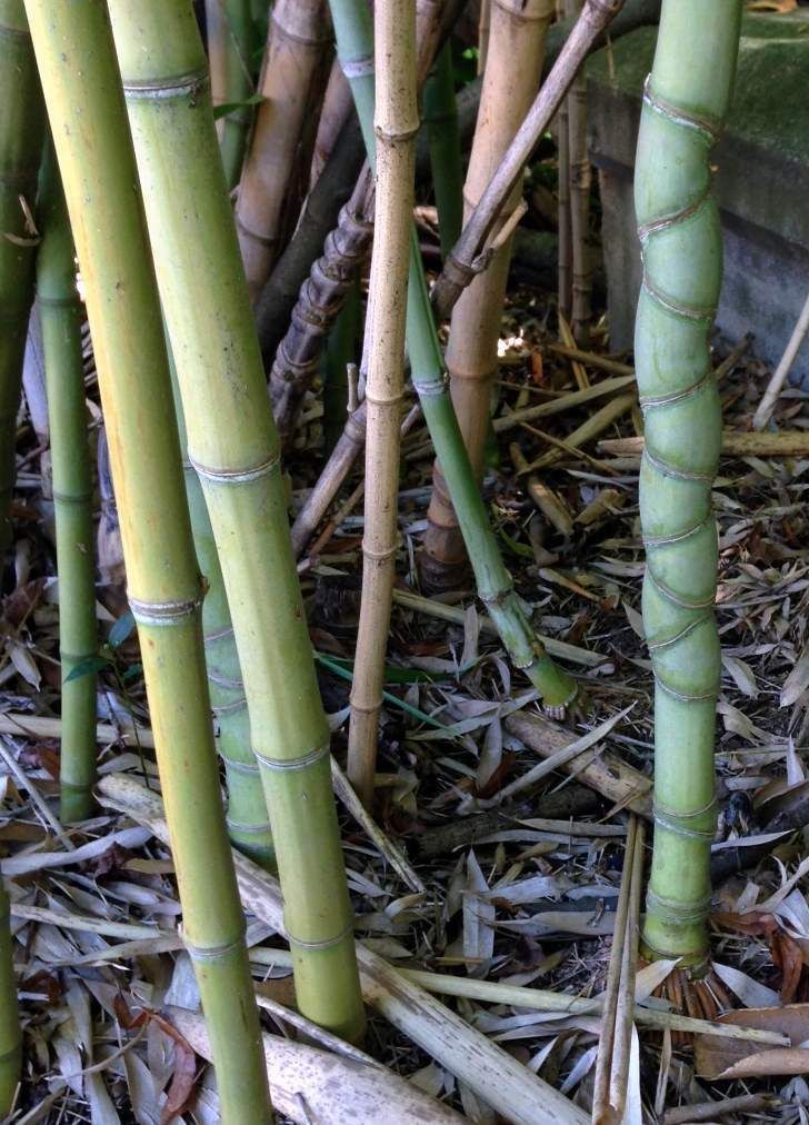 Phyllostachys aurea