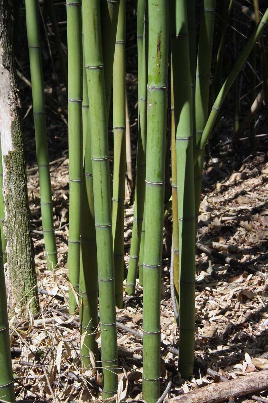 Phyllostachys bambusoides