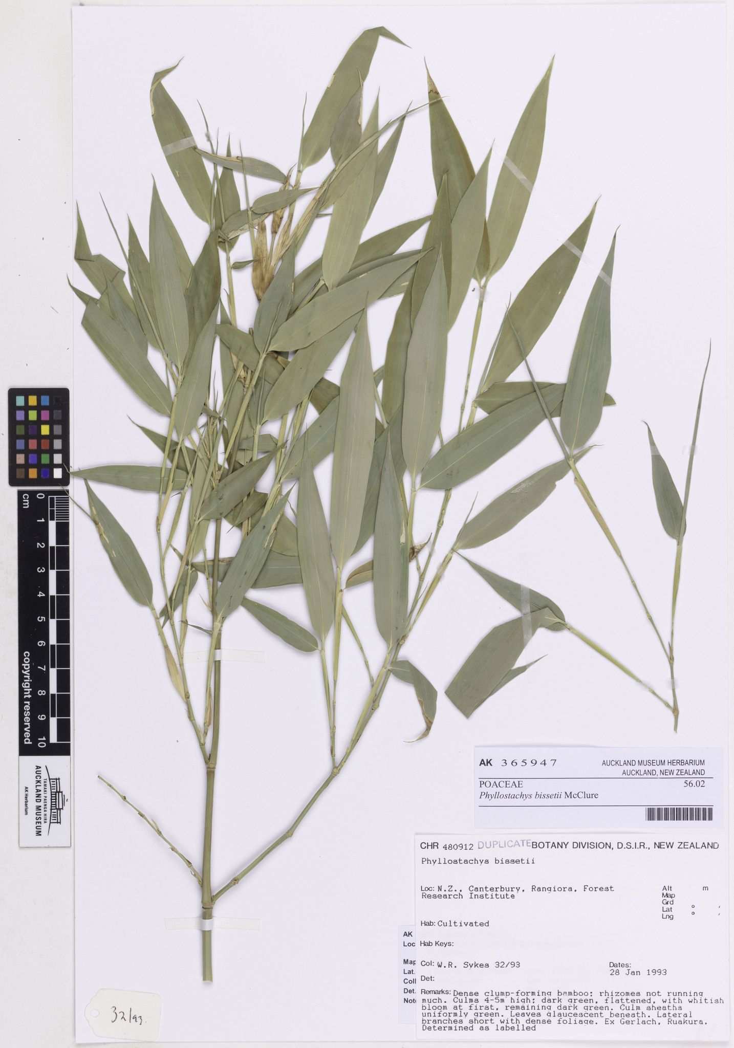 Phyllostachys bissetii
