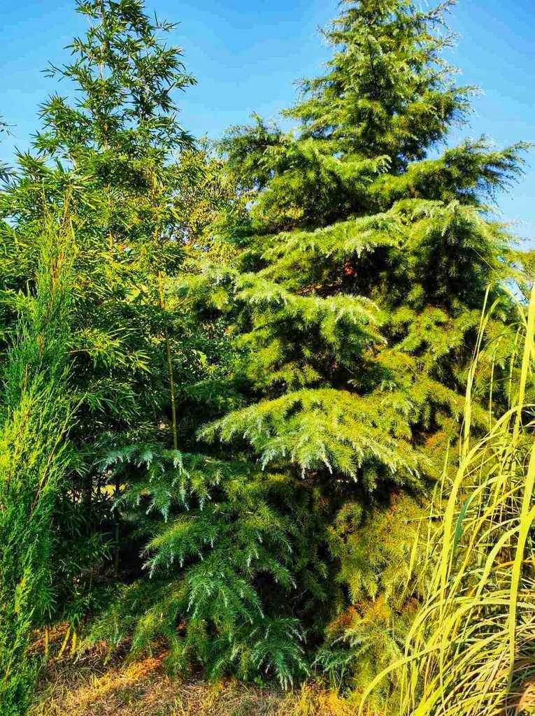 Phyllostachys dulcis