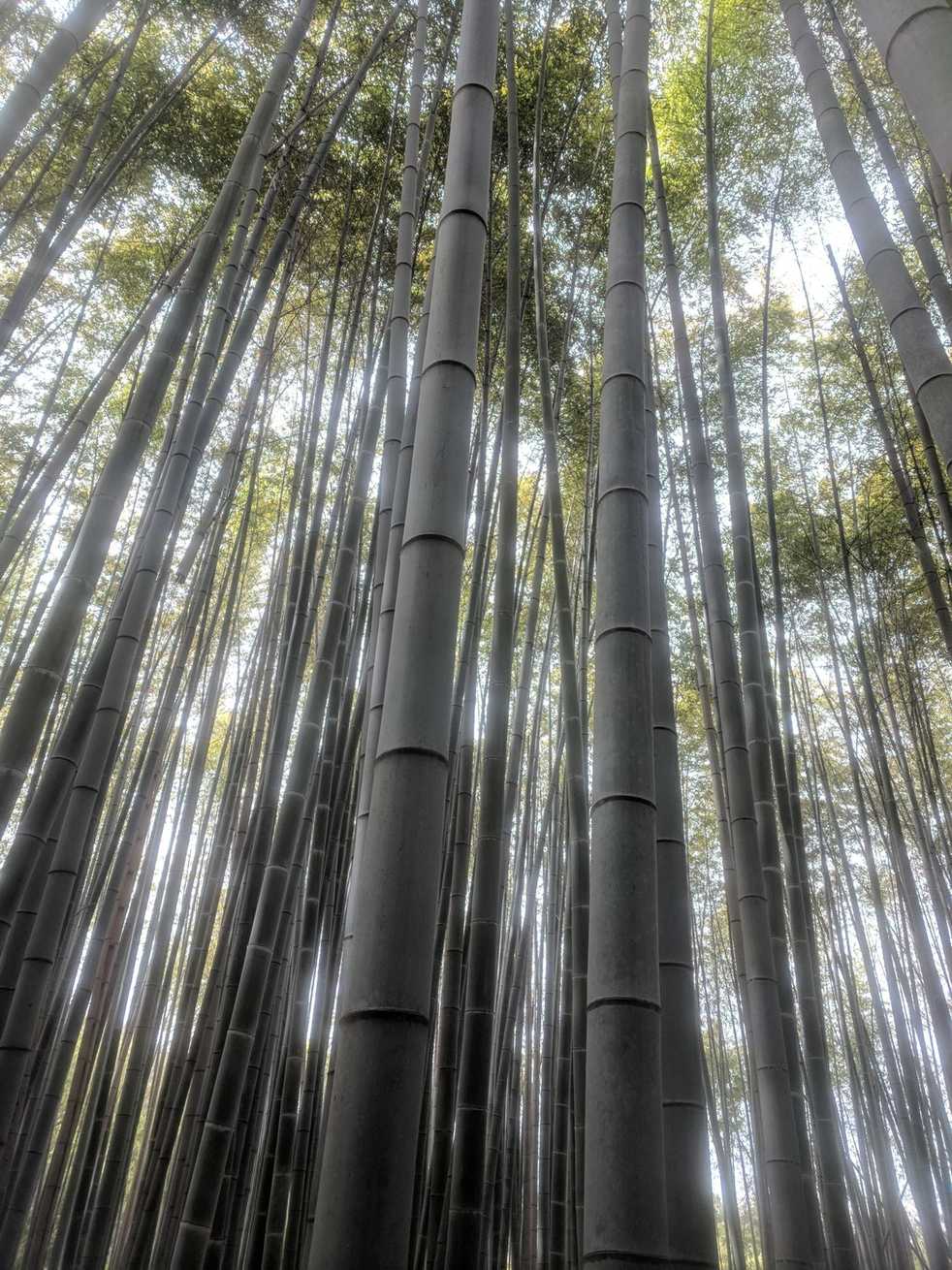 Phyllostachys edulis