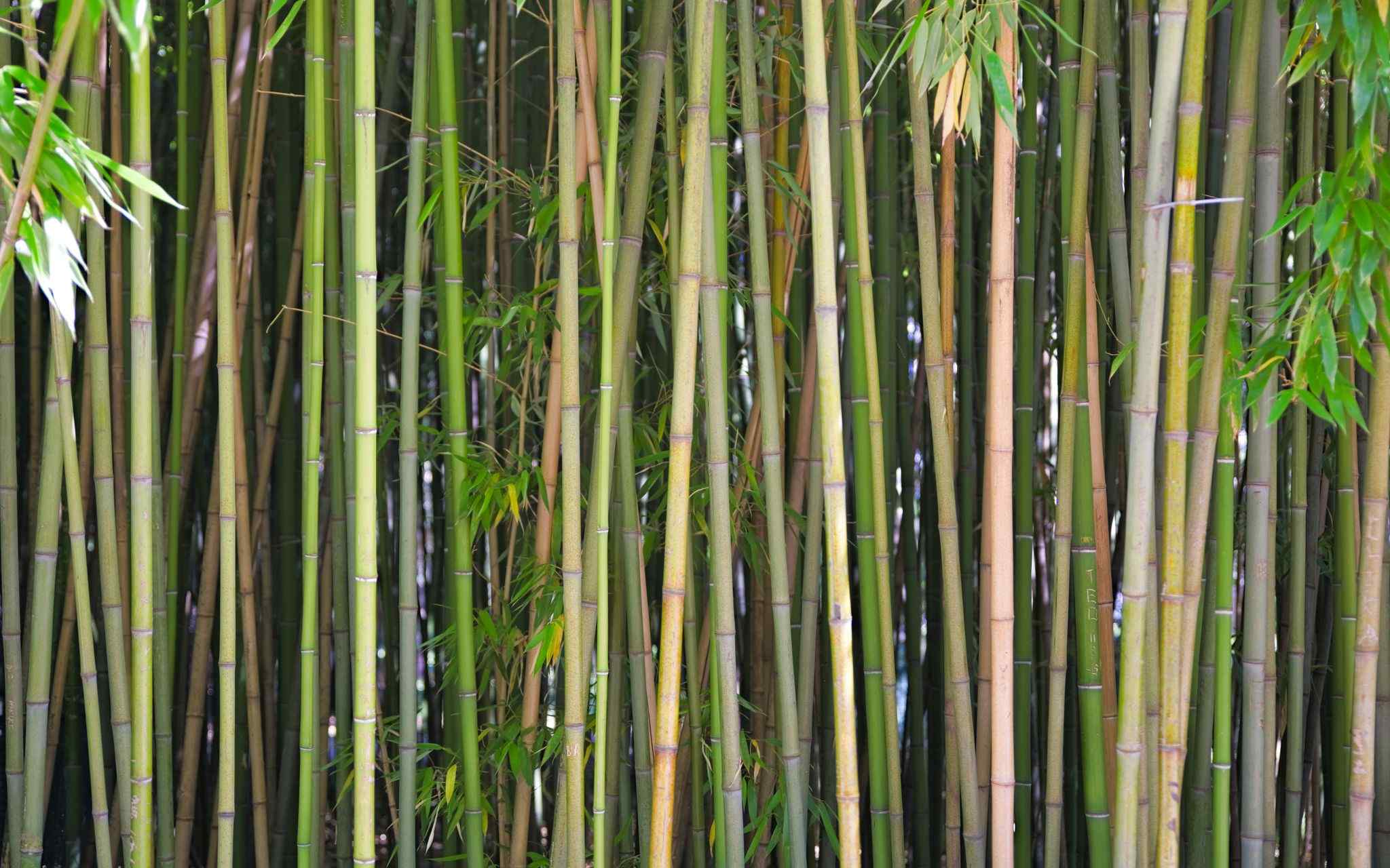 Phyllostachys viridiglaucescens